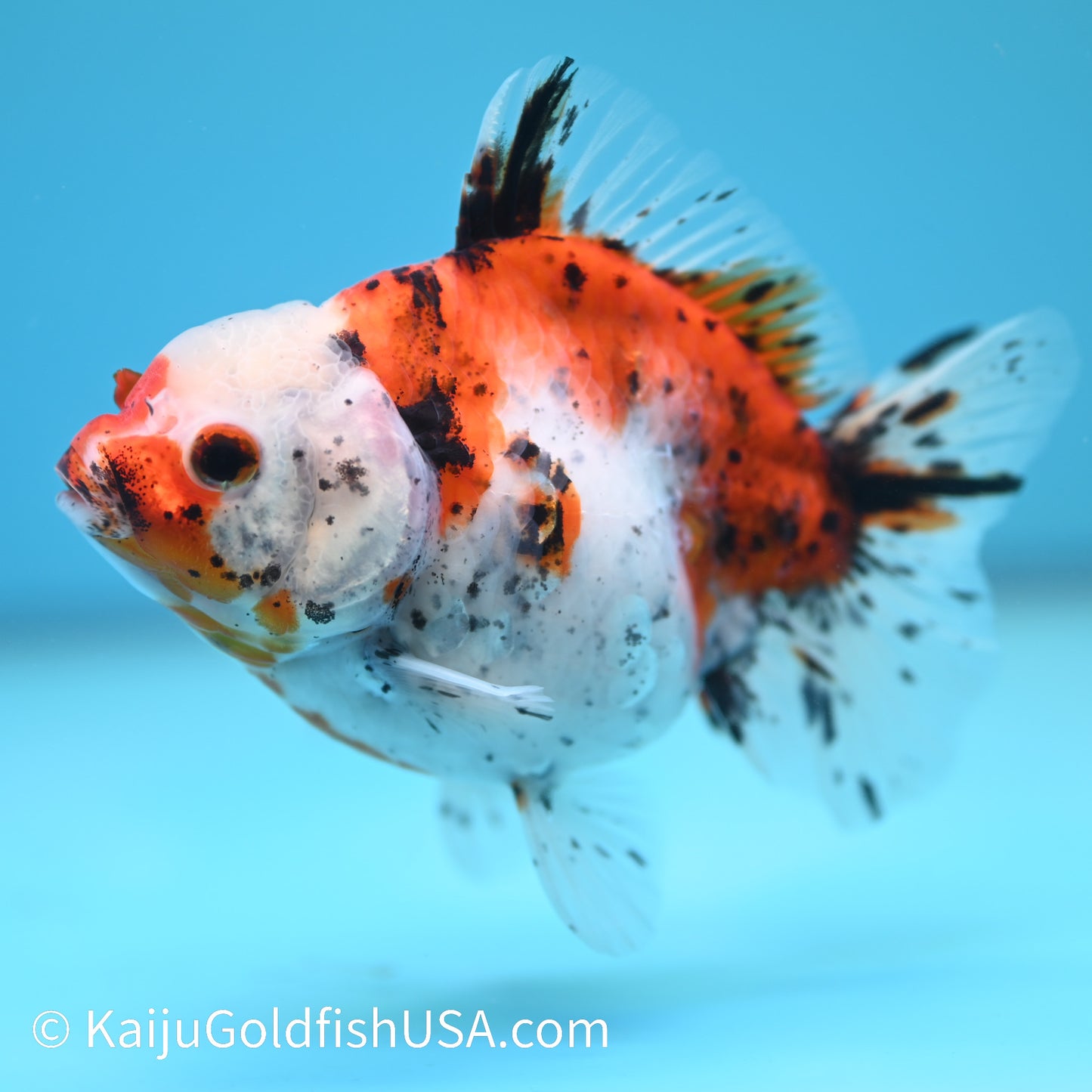 Tricolor YuanBao Oranda 4.5-5 inches (240209_OR10) - Kaiju Goldfish USA