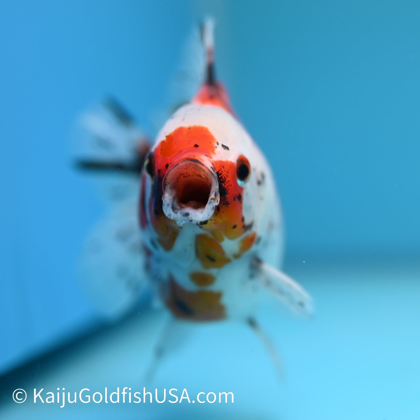 Tricolor YuanBao Oranda 4.5-5 inches (240209_OR10) - Kaiju Goldfish USA