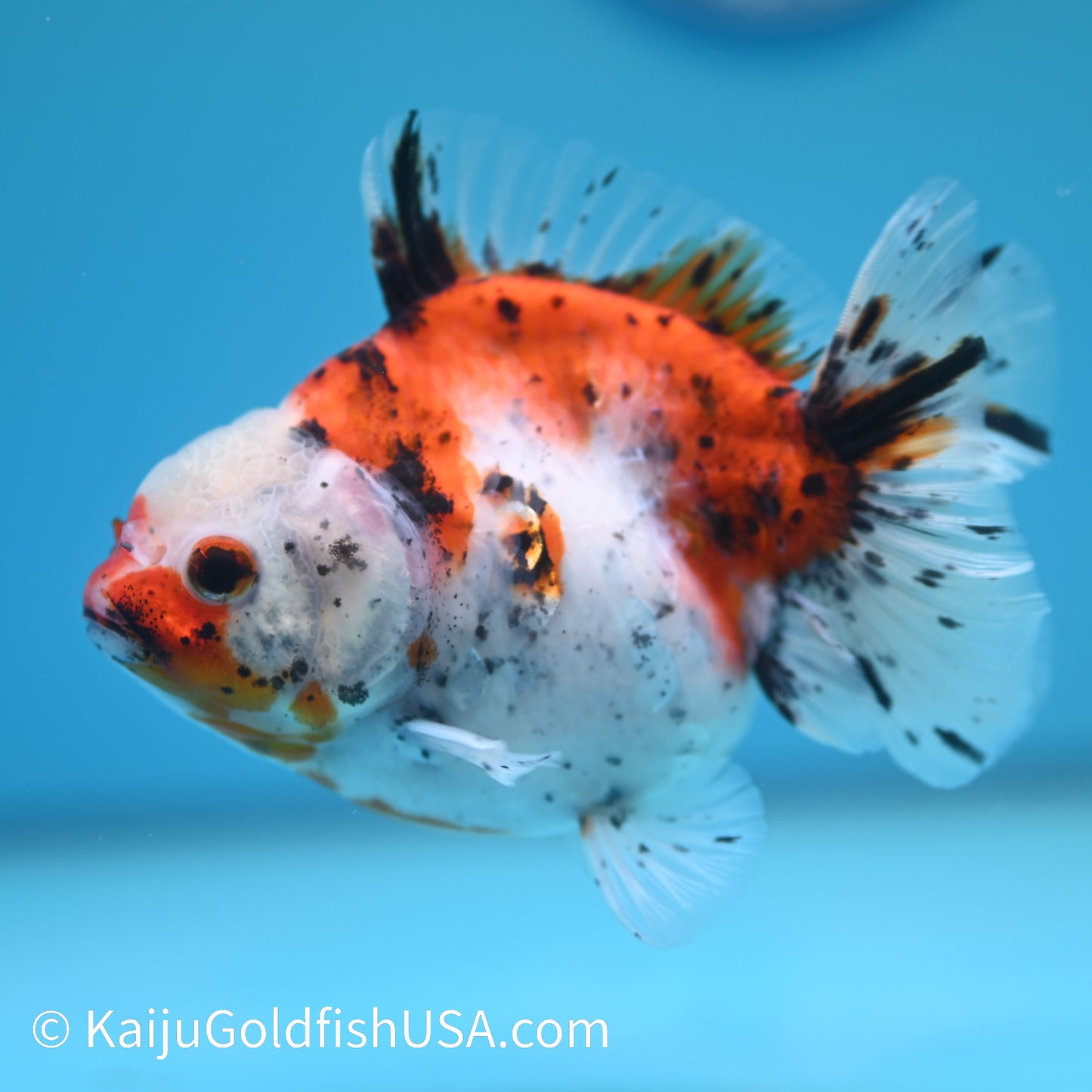 Tricolor YuanBao Oranda 4.5-5 inches (240209_OR10) - Kaiju Goldfish USA