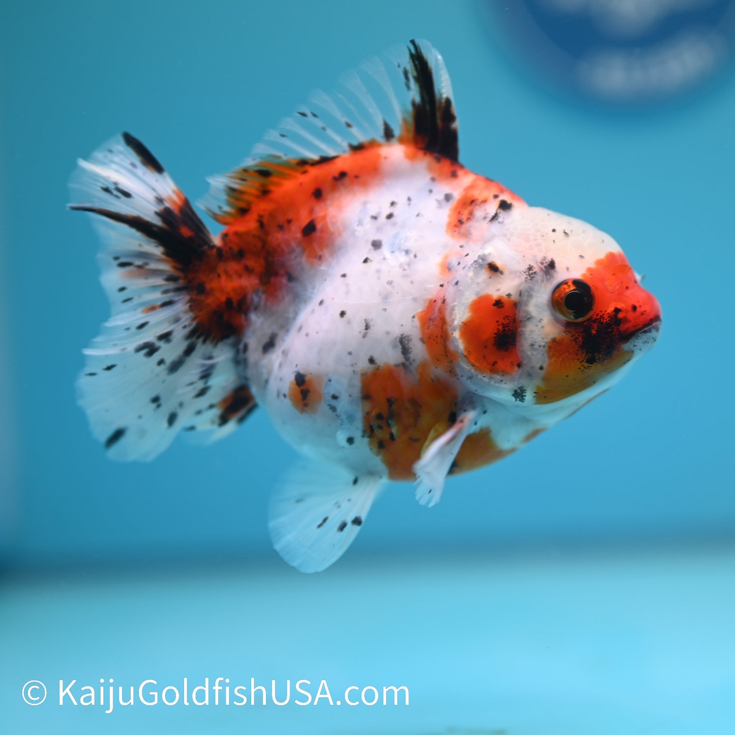 Tricolor YuanBao Oranda 4.5-5 inches (240209_OR10) - Kaiju Goldfish USA