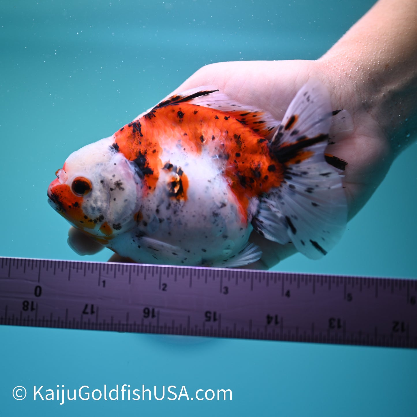 Tricolor YuanBao Oranda 4.5-5 inches (240209_OR10) - Kaiju Goldfish USA