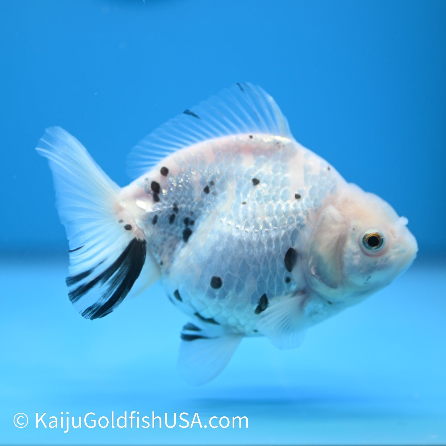 White Tiger Oranda 4.5-5 inches (240209_OR11) - Kaiju Goldfish USA