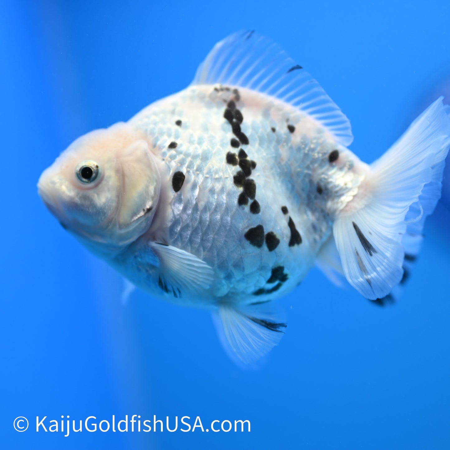 White Tiger Oranda 4.5-5 inches (240209_OR11) - Kaiju Goldfish USA