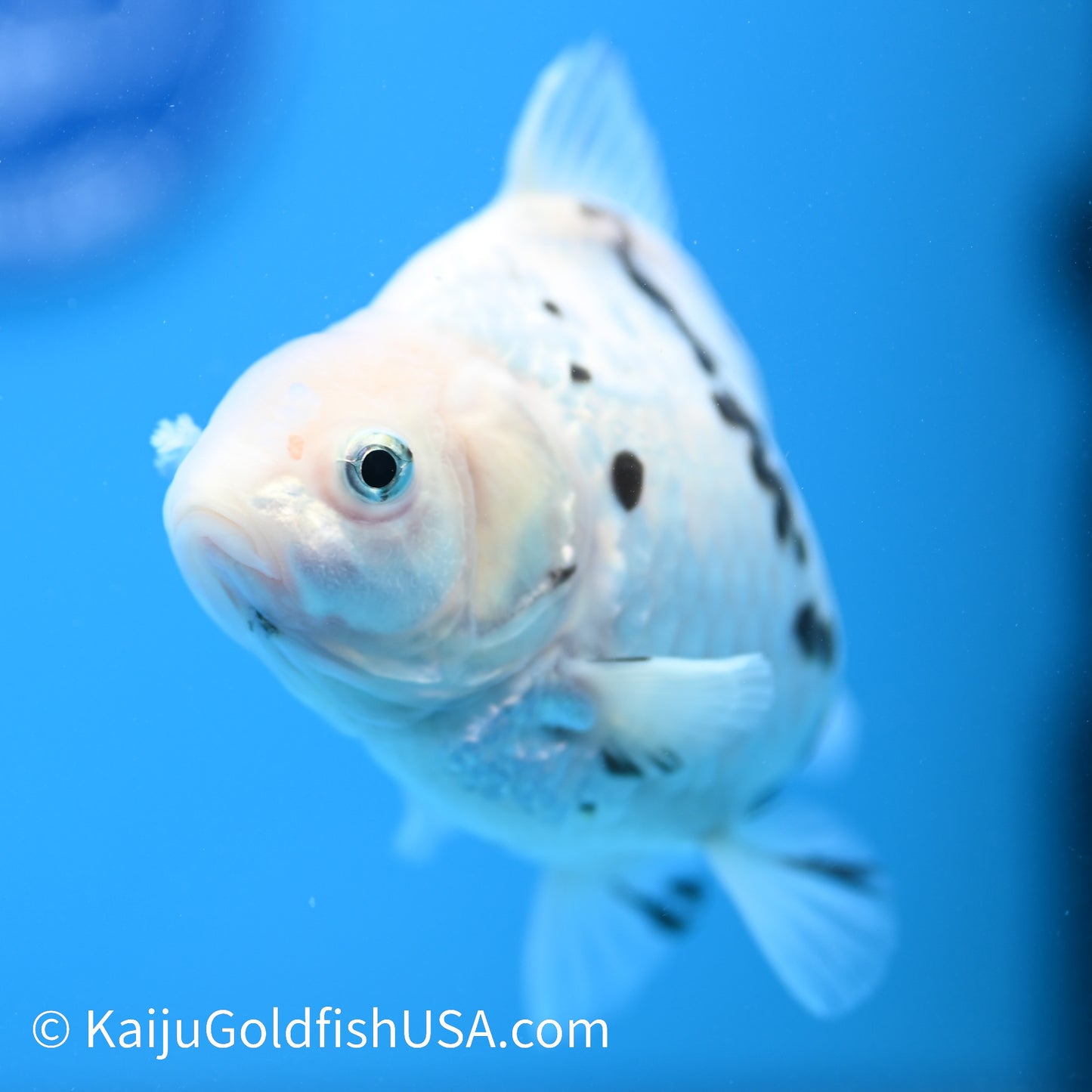 White Tiger Oranda 4.5-5 inches (240209_OR11) - Kaiju Goldfish USA