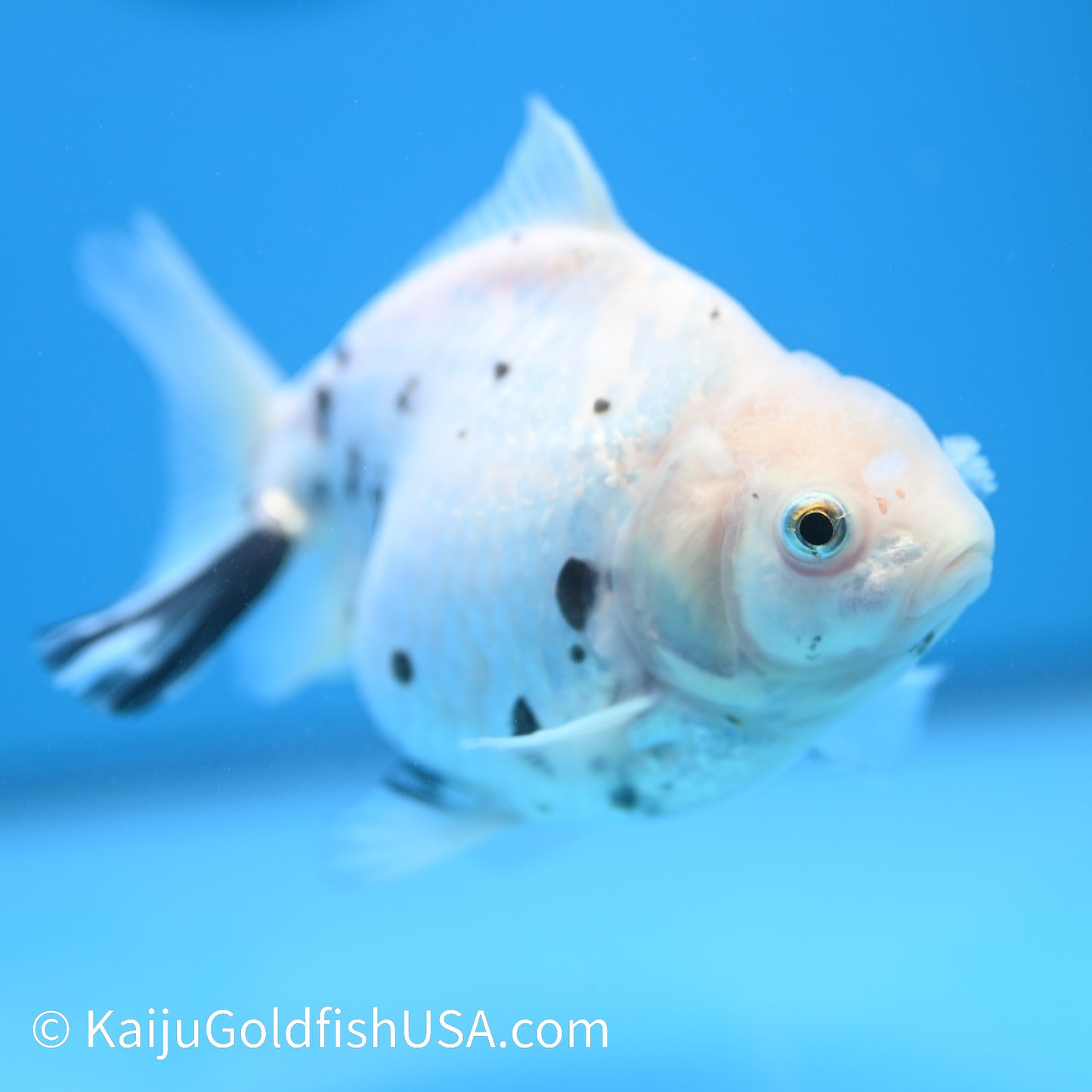 White Tiger Oranda 4.5-5 inches (240209_OR11) - Kaiju Goldfish USA
