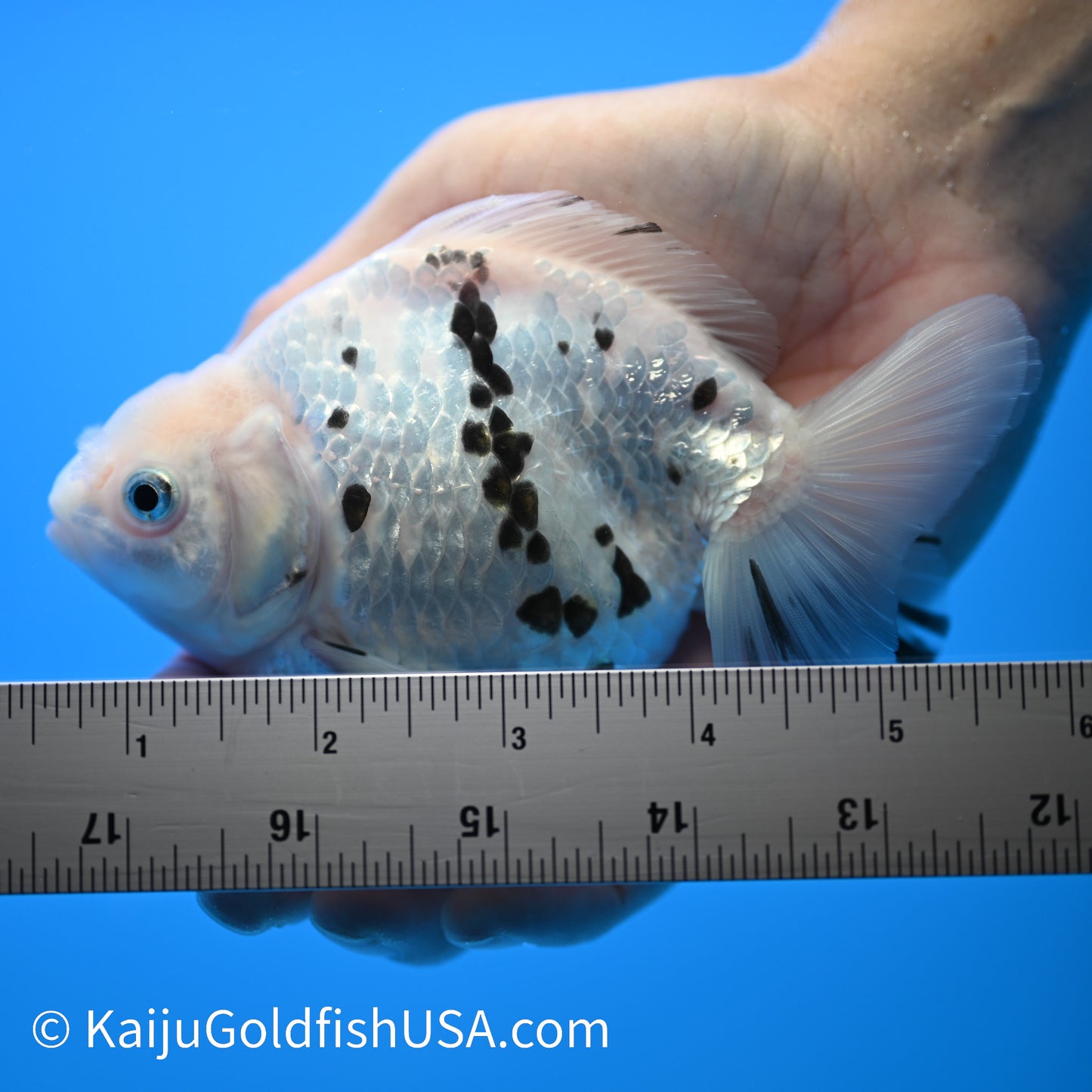 White Tiger Oranda 4.5-5 inches (240209_OR11) - Kaiju Goldfish USA