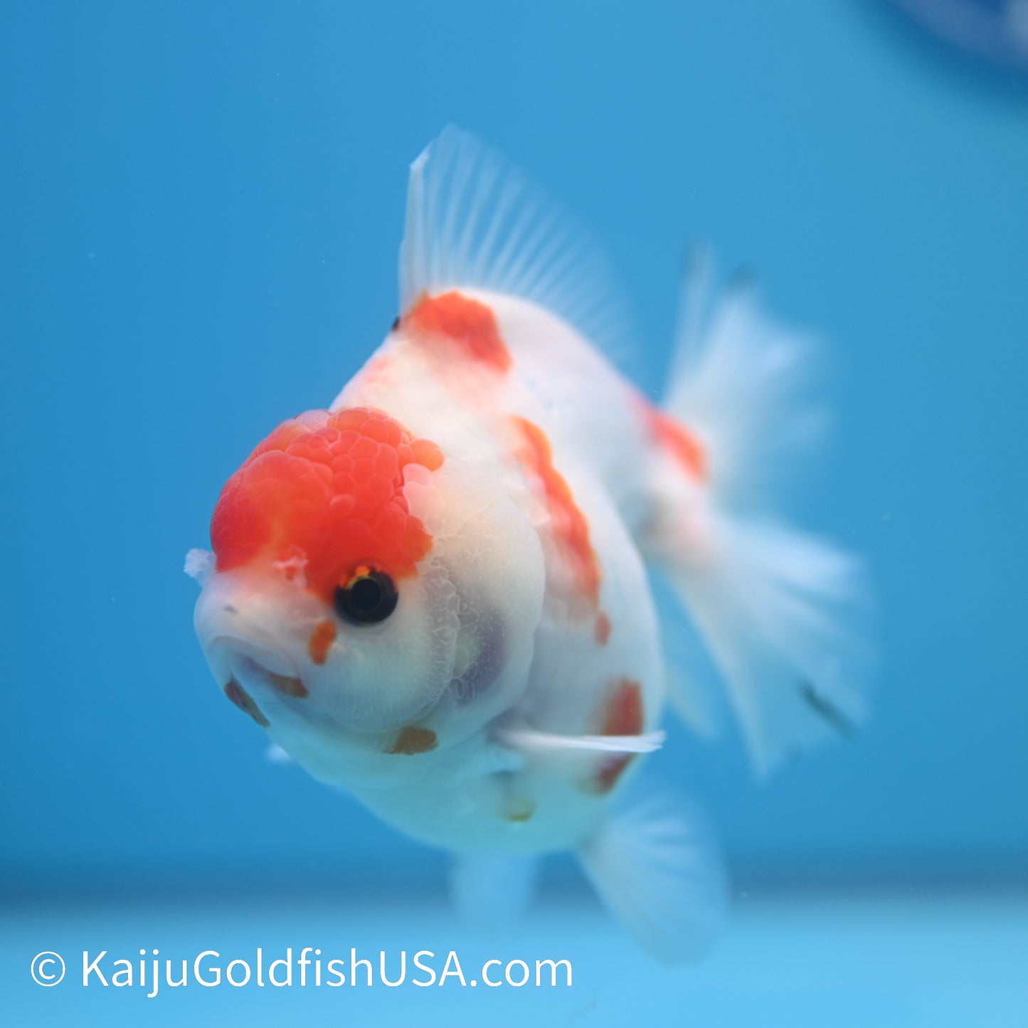 Tricolor Sakura YuanBao Oranda 4-4.5 inches (240223_OR04) - Kaiju Goldfish USA