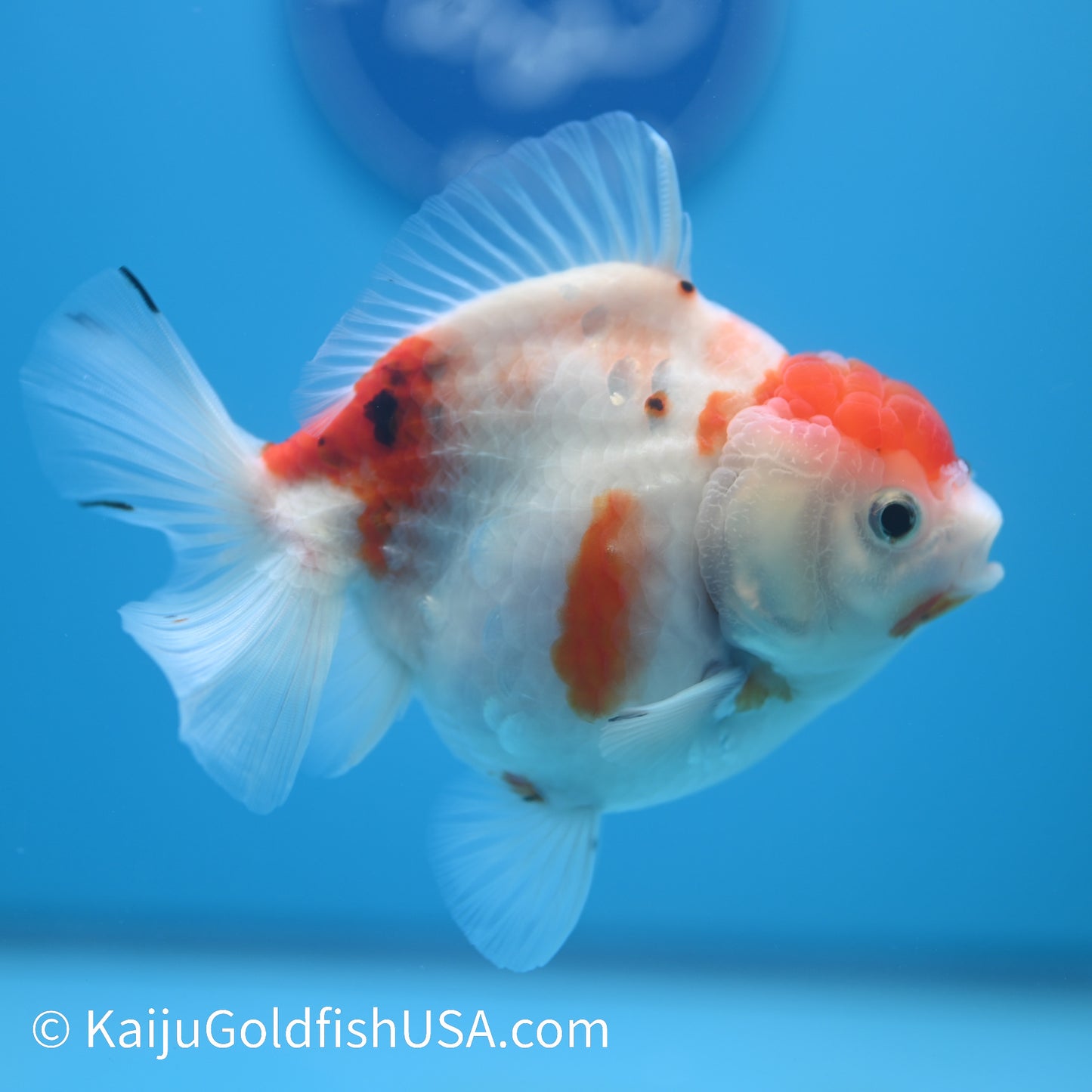 Tricolor Sakura YuanBao Oranda 4-4.5 inches (240223_OR04) - Kaiju Goldfish USA