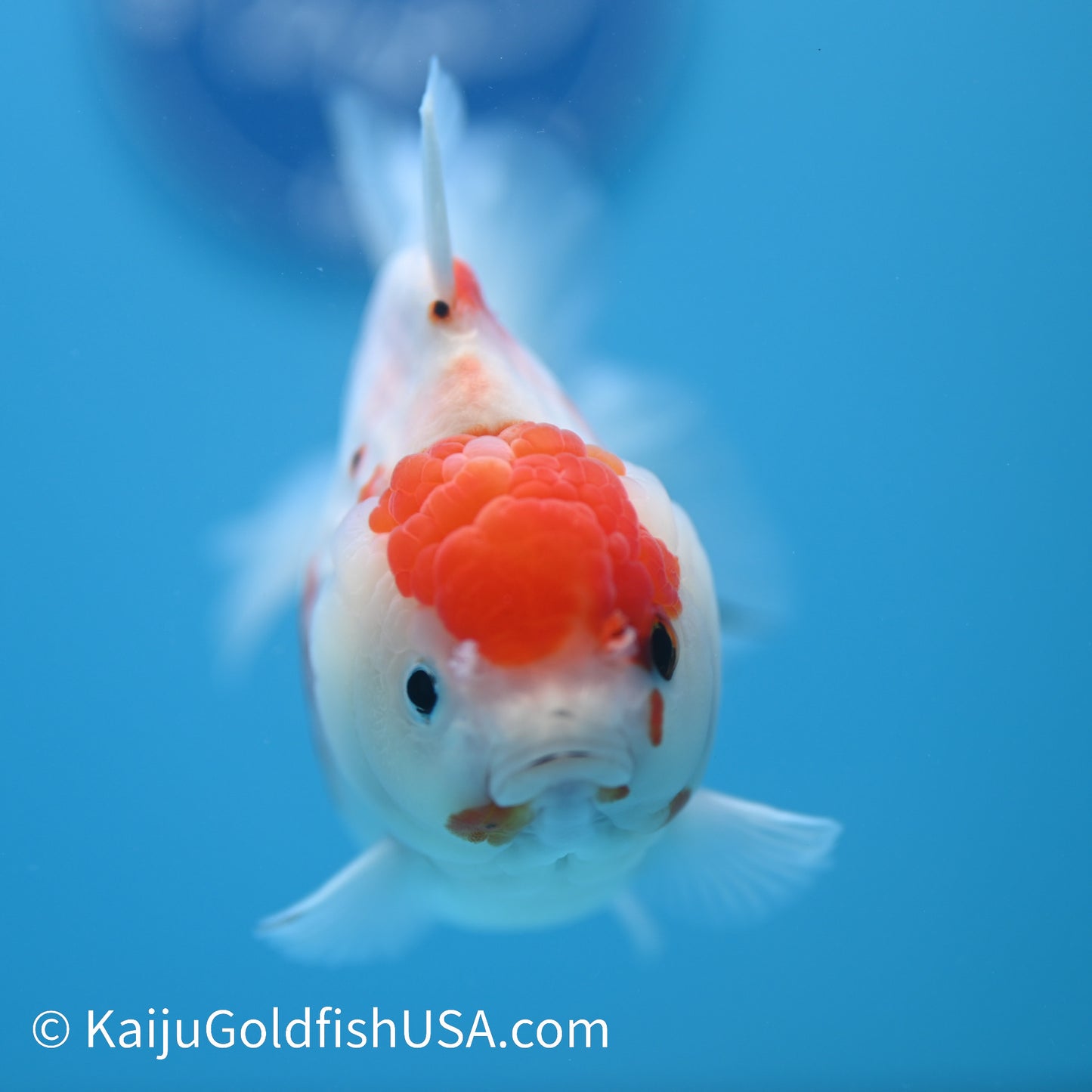 Tricolor Sakura YuanBao Oranda 4-4.5 inches (240223_OR04) - Kaiju Goldfish USA