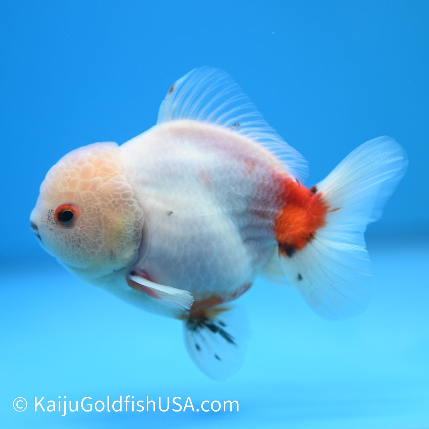 Zombie Bite Tricolor Sakura Oranda 4-4.5 inches (240223_OR05) - Kaiju Goldfish USA