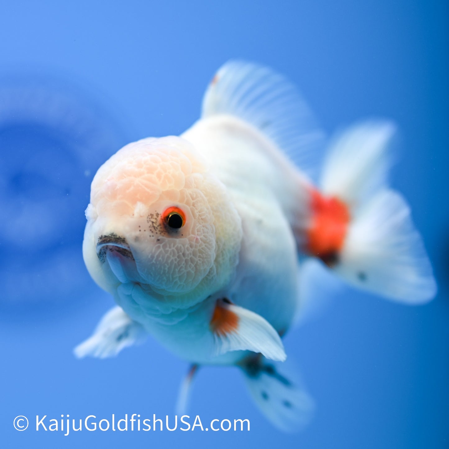 Zombie Bite Tricolor Sakura Oranda 4-4.5 inches (240223_OR05) - Kaiju Goldfish USA