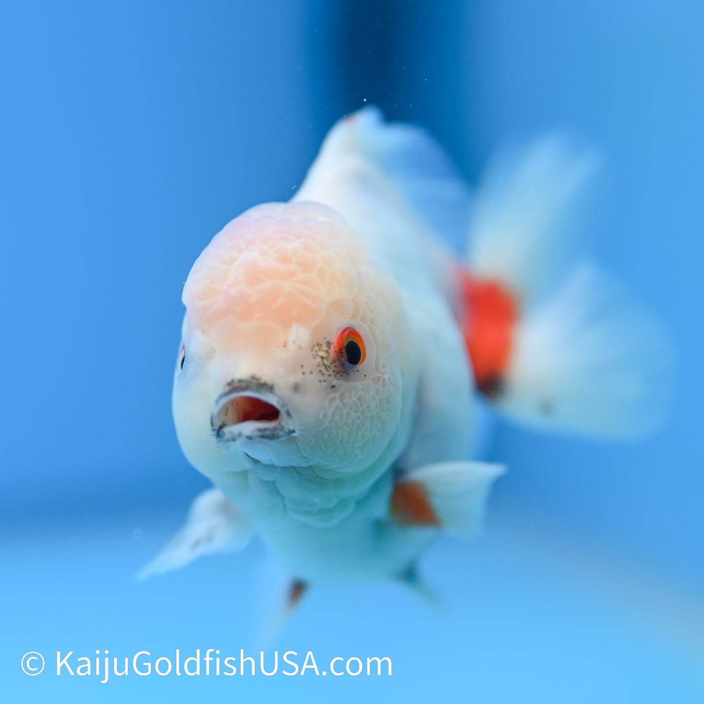 Zombie Bite Tricolor Sakura Oranda 4-4.5 inches (240223_OR05) - Kaiju Goldfish USA
