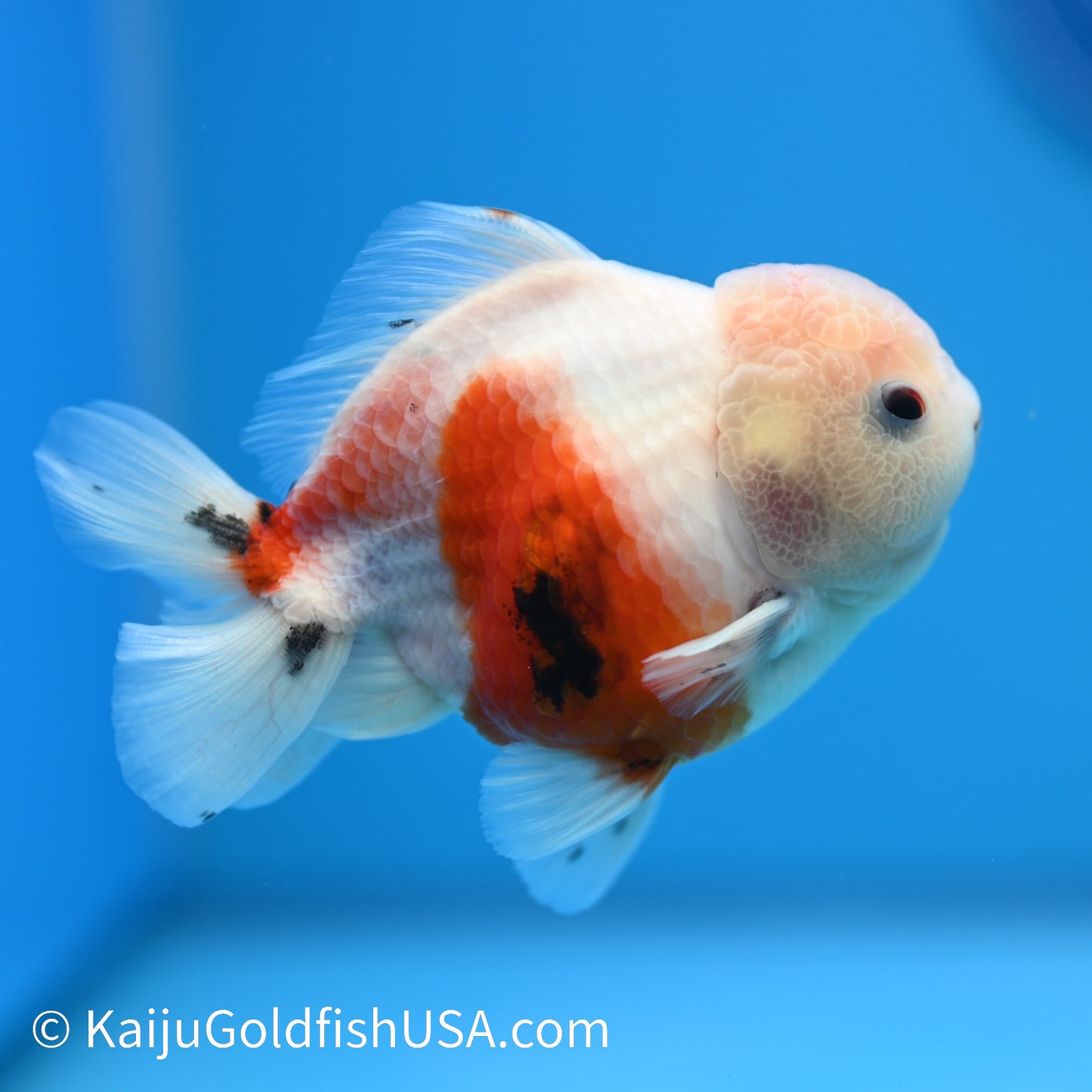 Zombie Bite Tricolor Sakura Oranda 4-4.5 inches (240223_OR05) - Kaiju Goldfish USA