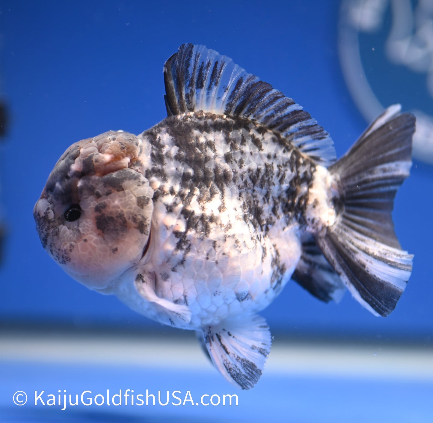 White Tiger YuanBao 3.5- 4 inches (1215_YB01) - Kaiju Goldfish USA