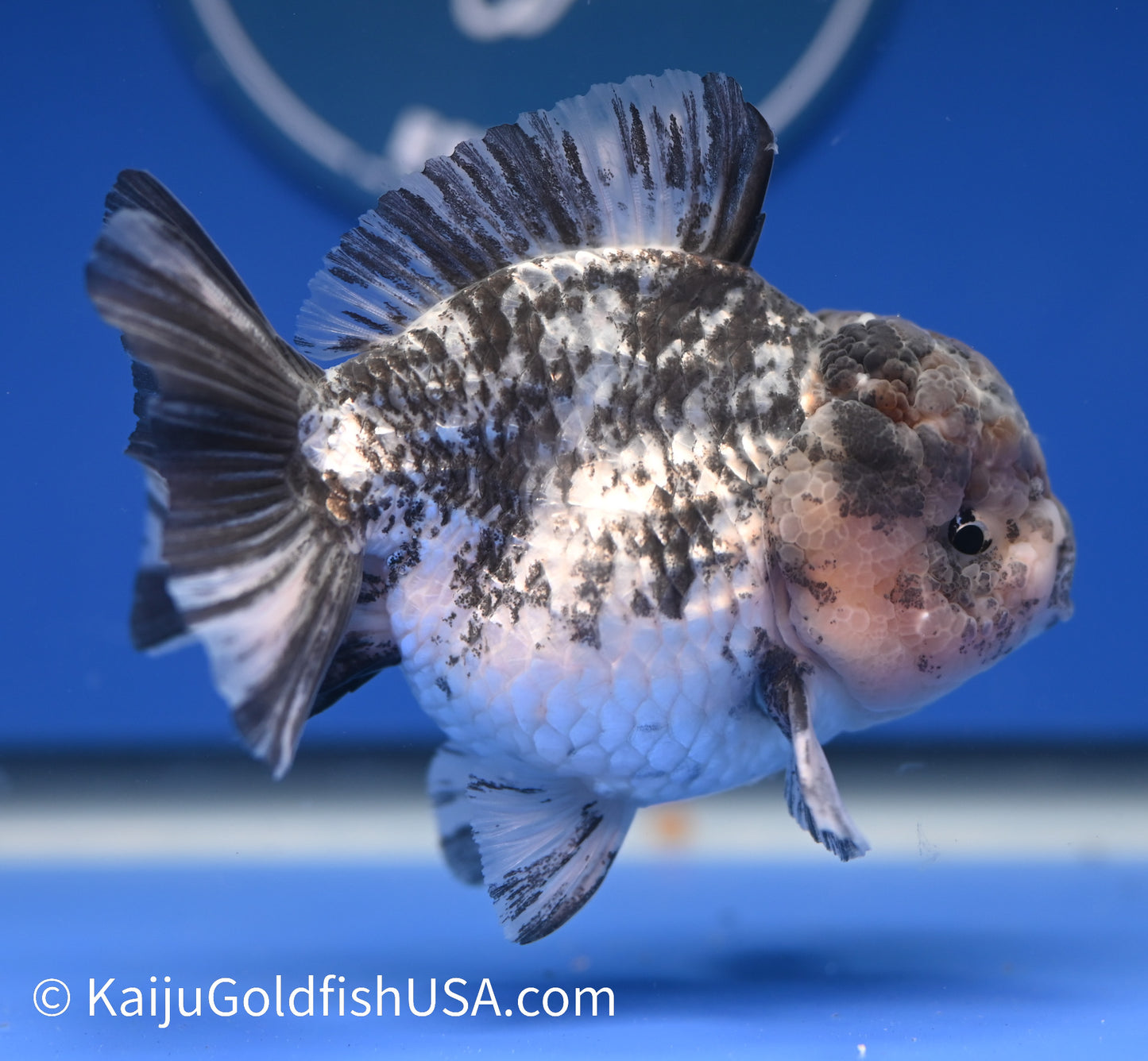 White Tiger YuanBao 3.5- 4 inches (1215_YB01) - Kaiju Goldfish USA