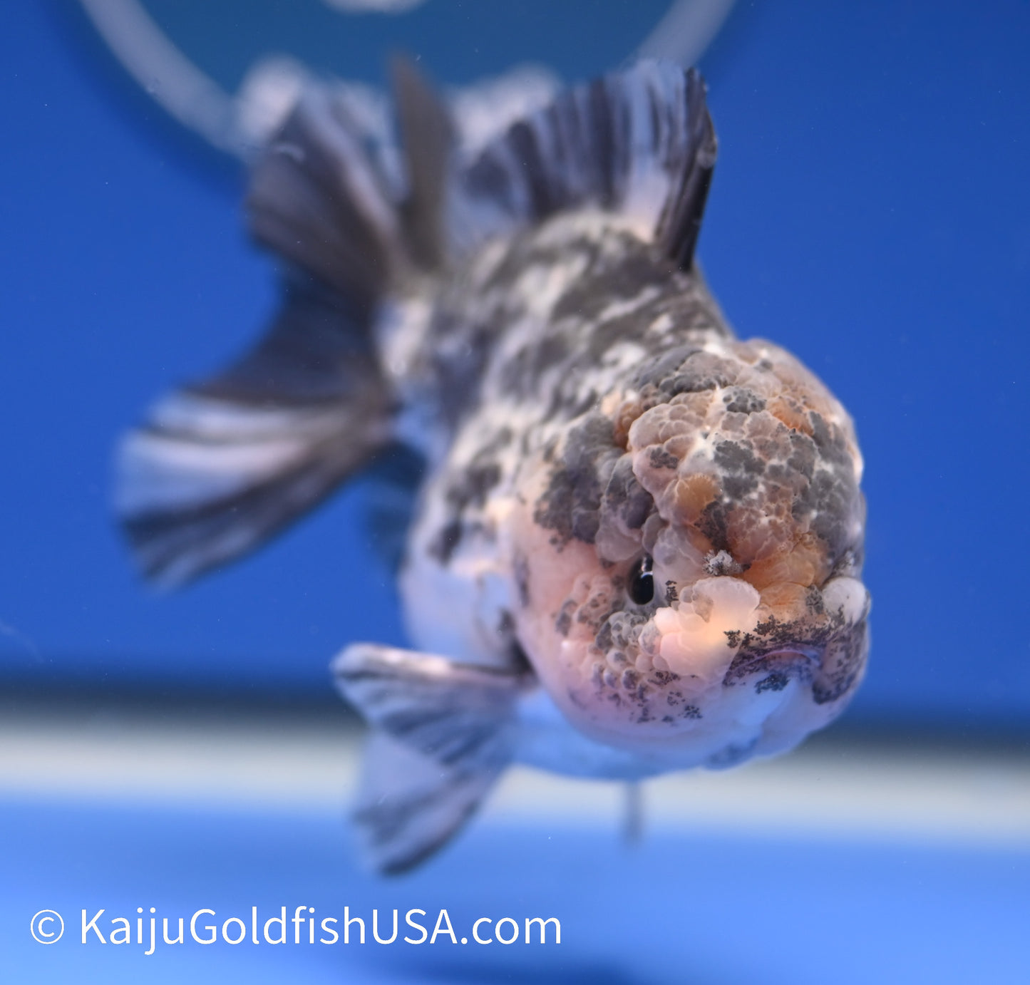 White Tiger YuanBao 3.5- 4 inches (1215_YB01) - Kaiju Goldfish USA