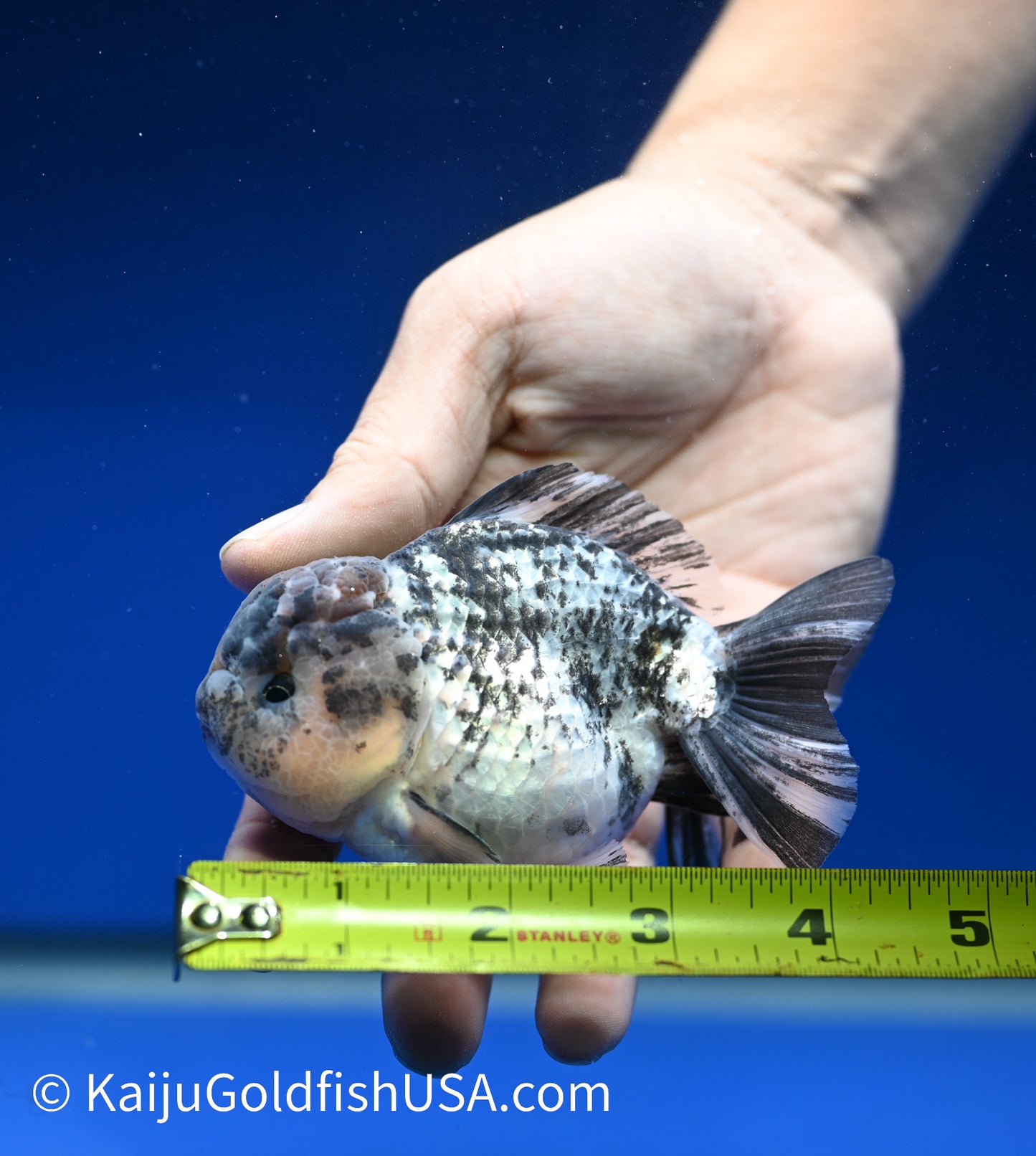 White Tiger YuanBao 3.5- 4 inches (1215_YB01) - Kaiju Goldfish USA