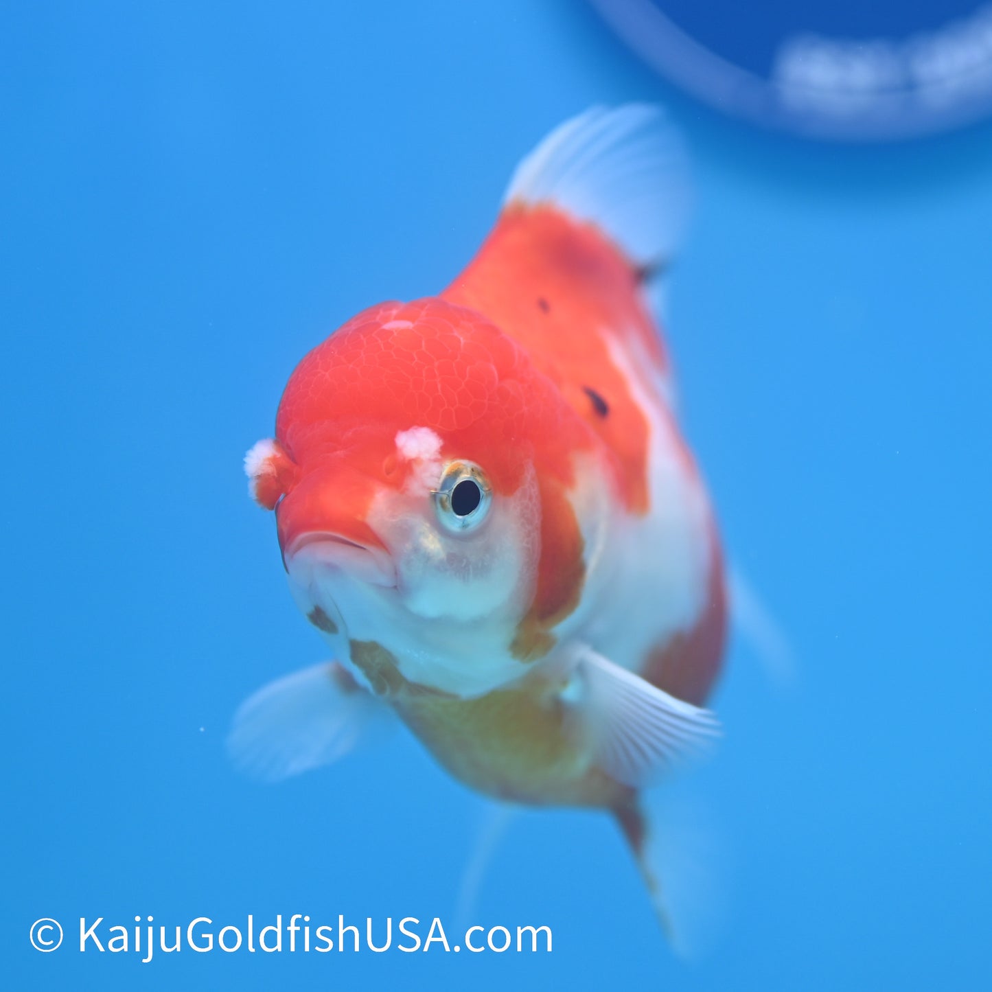 Nacreous Scale Sakura YuanBao Oranda 4-4.5 inches (240223_OR11) - Kaiju Goldfish USA