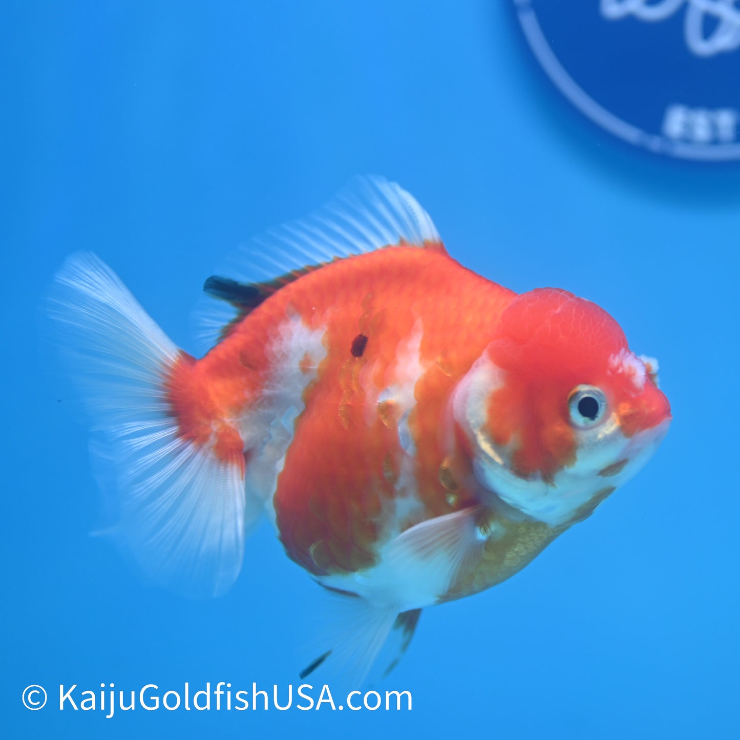 Nacreous Scale Sakura YuanBao Oranda 4-4.5 inches (240223_OR11) - Kaiju Goldfish USA