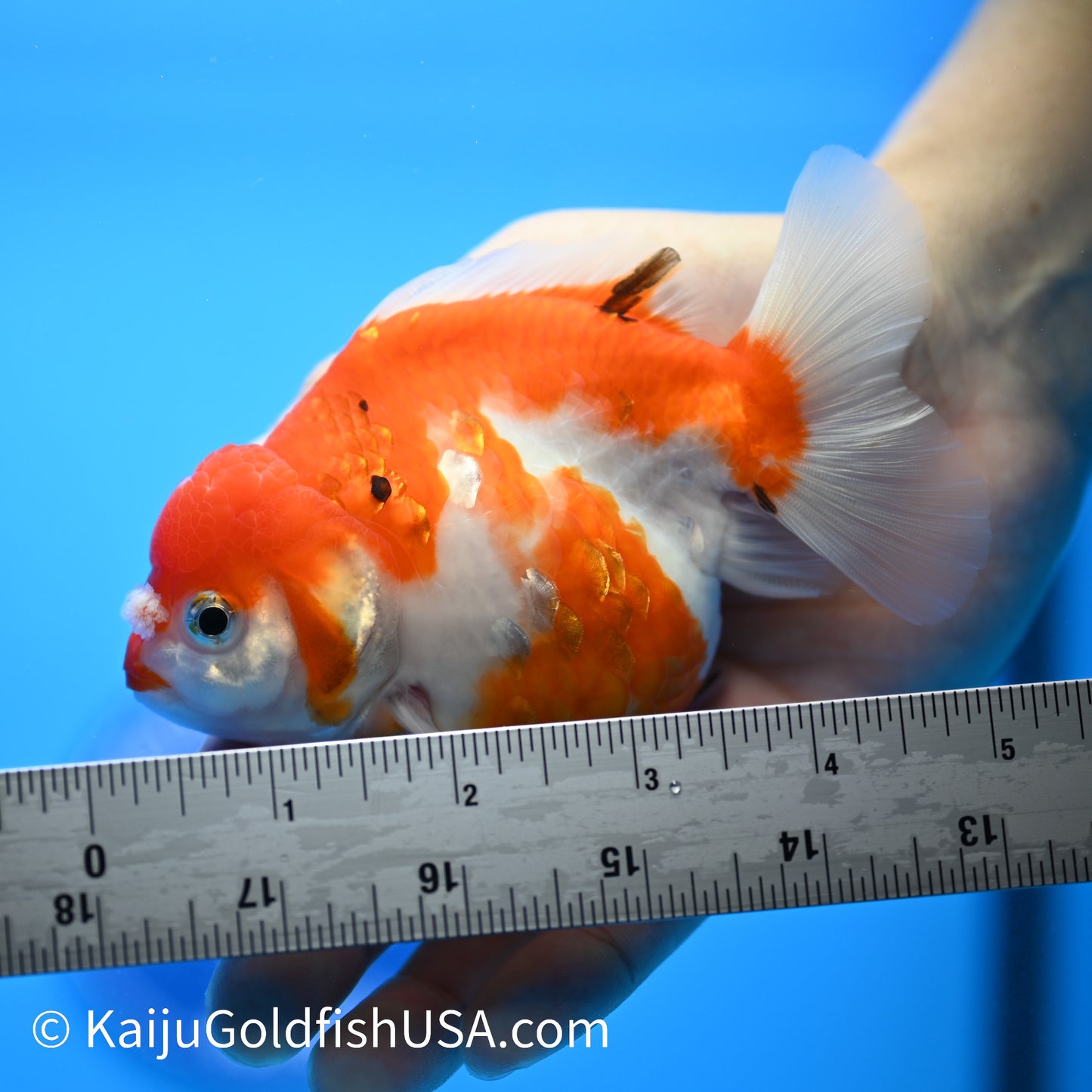 Nacreous Scale Sakura YuanBao Oranda 4-4.5 inches (240223_OR11) - Kaiju Goldfish USA