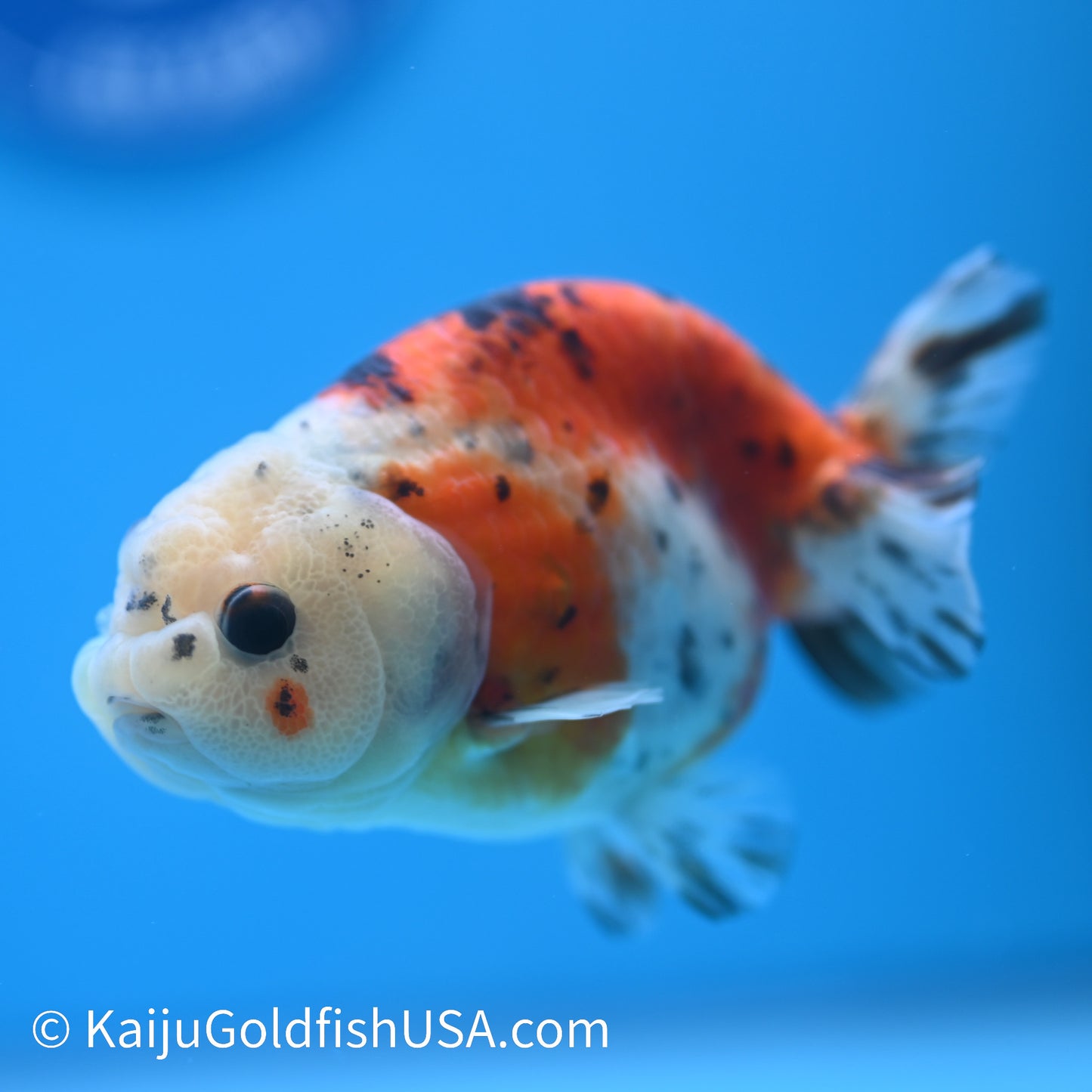 Calico Cow Ranchu 3.5- 4 inches (240223_RC01) - Kaiju Goldfish USA