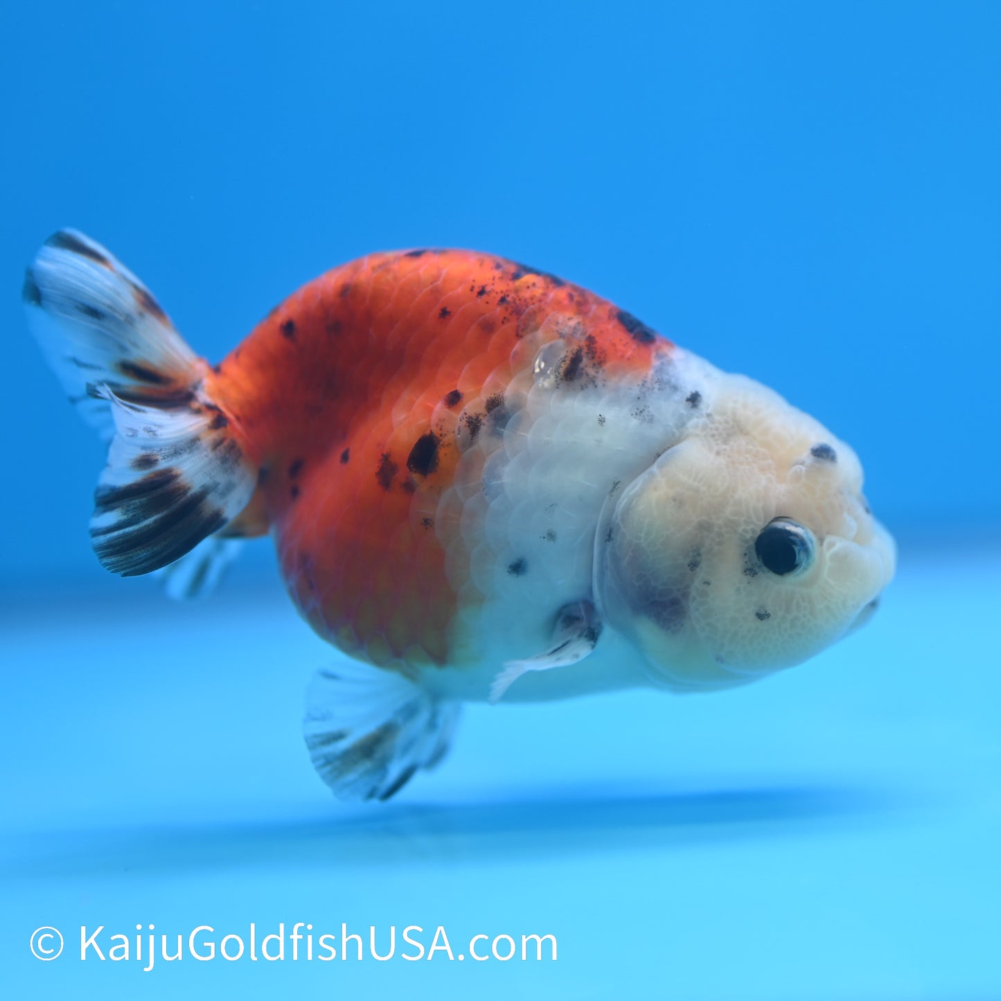 Calico Cow Ranchu 3.5- 4 inches (240223_RC01) - Kaiju Goldfish USA
