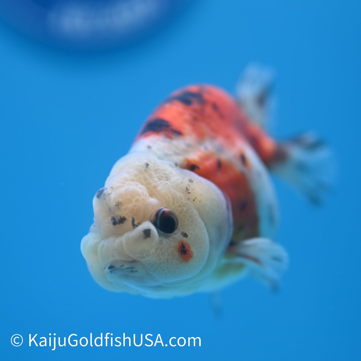 Calico Cow Ranchu 3.5- 4 inches (240223_RC01) - Kaiju Goldfish USA