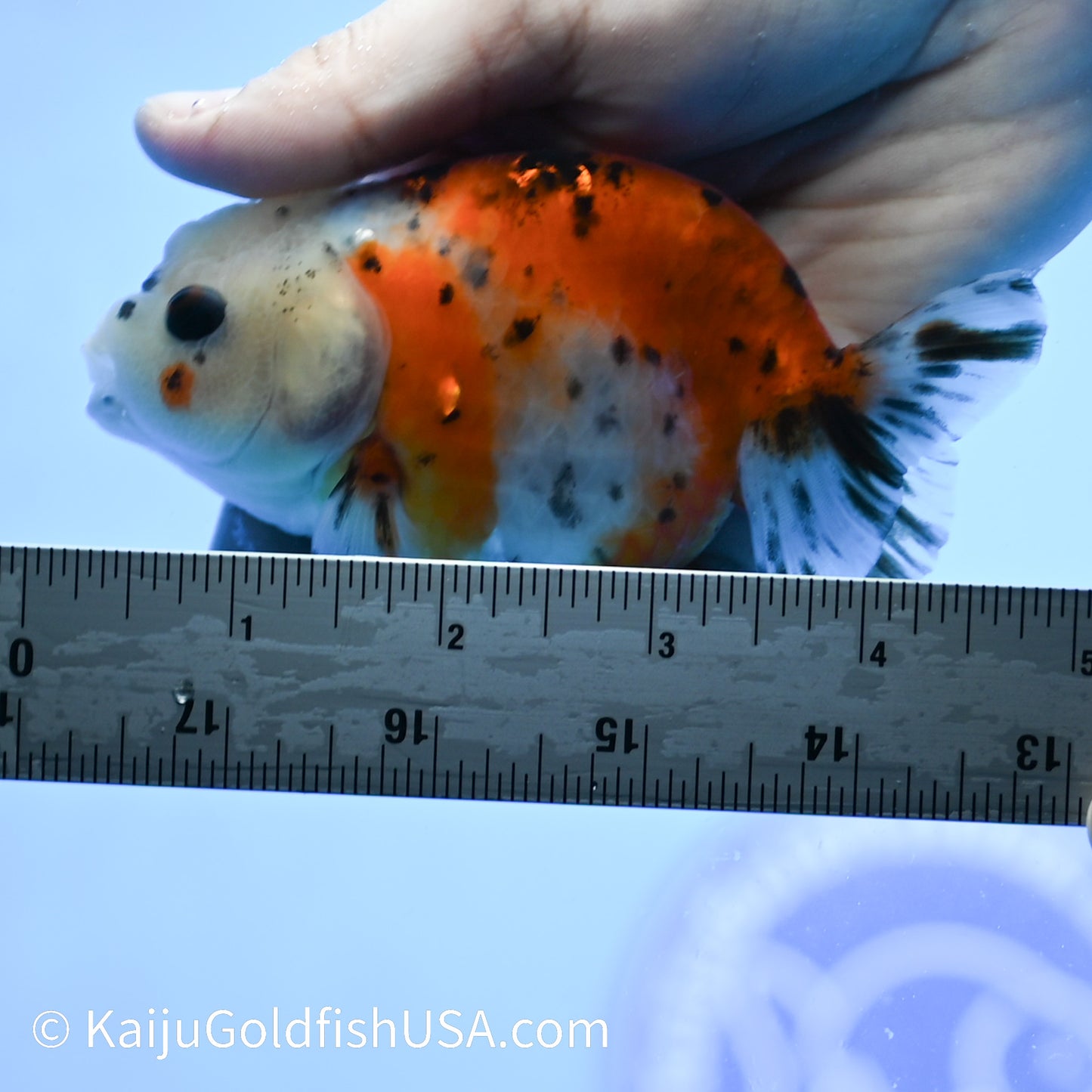 Calico Cow Ranchu 3.5- 4 inches (240223_RC01) - Kaiju Goldfish USA