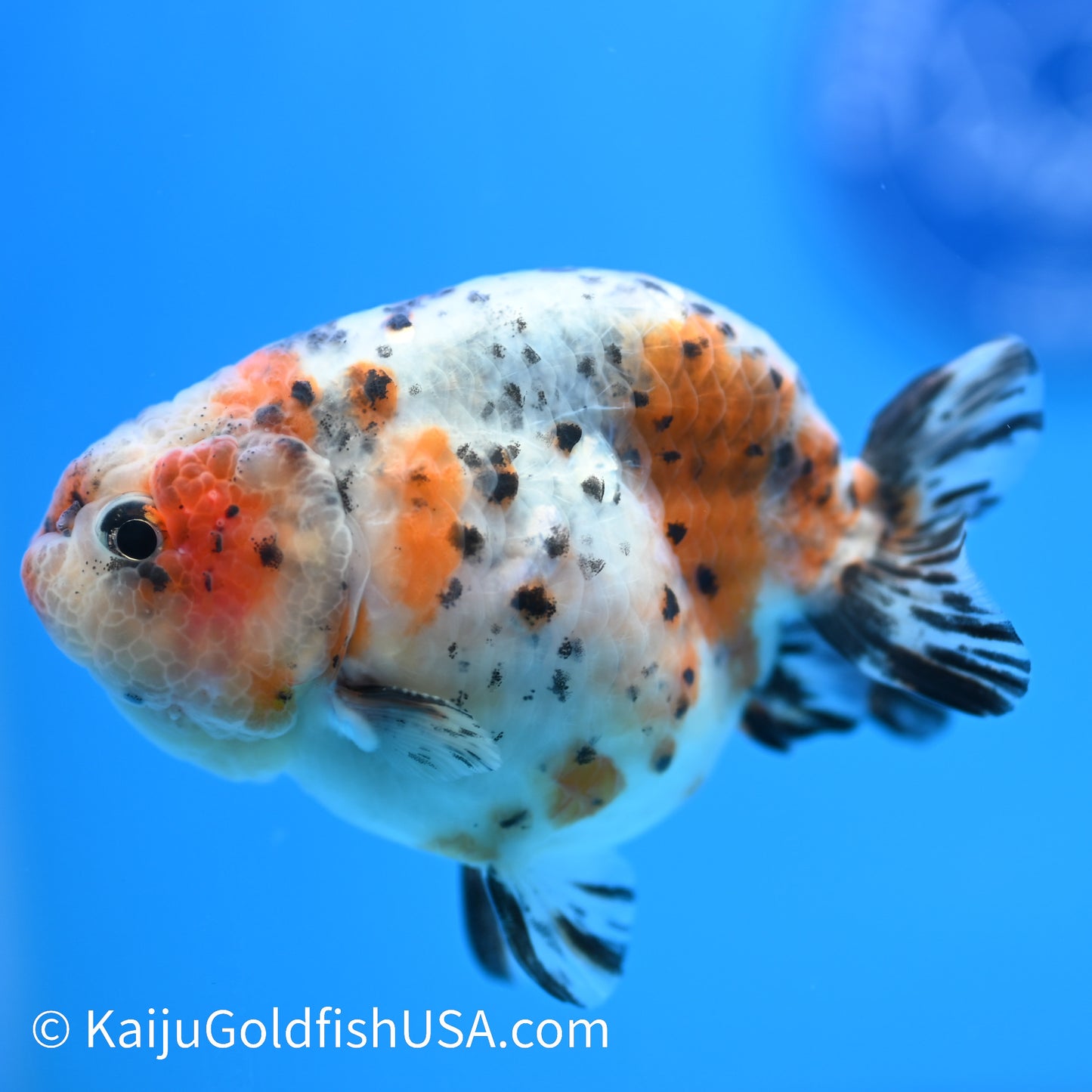Calico Cow Ranchu 3.5-4 inches (240223_RC02) - Kaiju Goldfish USA