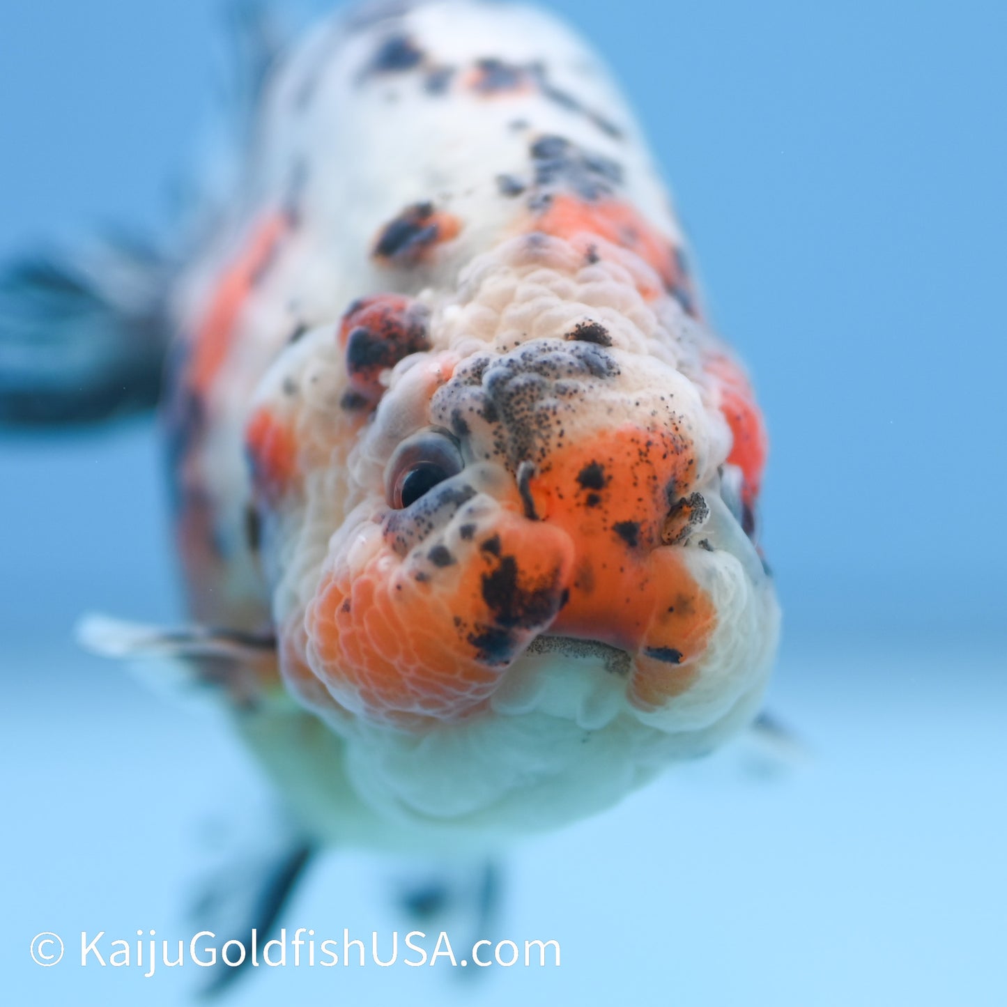 Calico Cow Ranchu 3.5-4 inches (240223_RC02) - Kaiju Goldfish USA