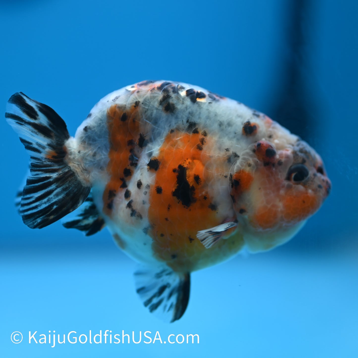 Calico Cow Ranchu 3.5-4 inches (240223_RC02) - Kaiju Goldfish USA