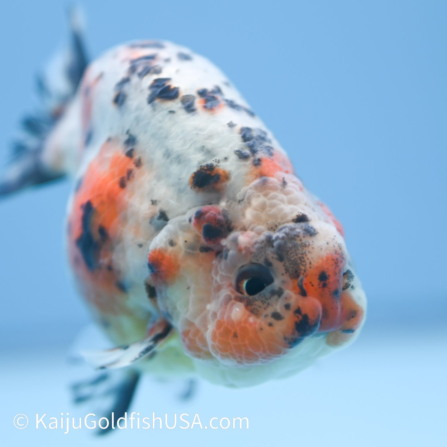Calico Cow Ranchu 3.5-4 inches (240223_RC02) - Kaiju Goldfish USA