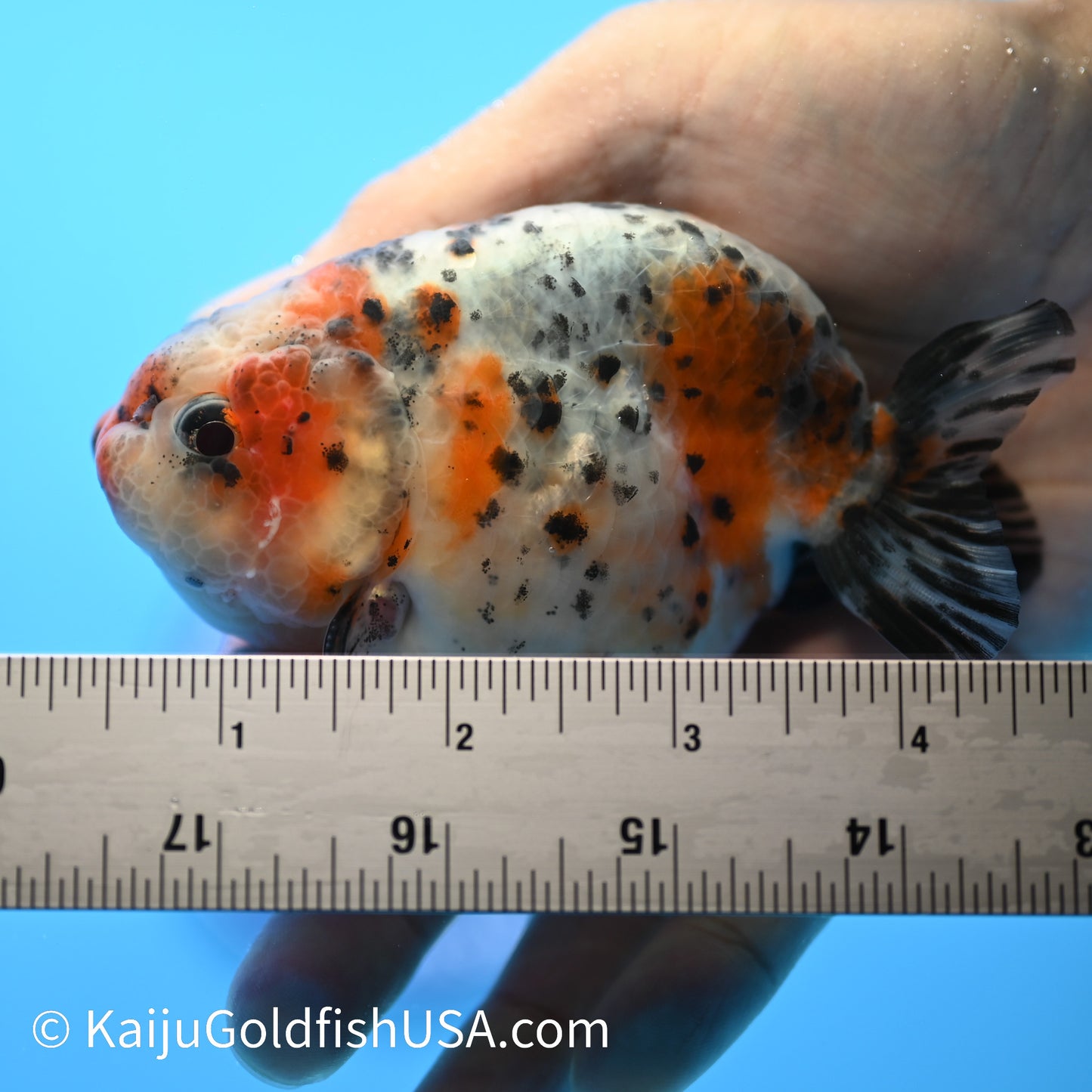 Calico Cow Ranchu 3.5-4 inches (240223_RC02) - Kaiju Goldfish USA