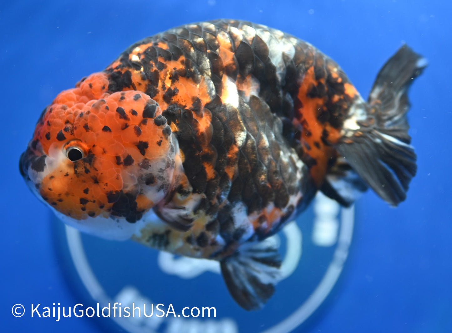 Heavy Ink Dragon Scale Tiger Ranchu