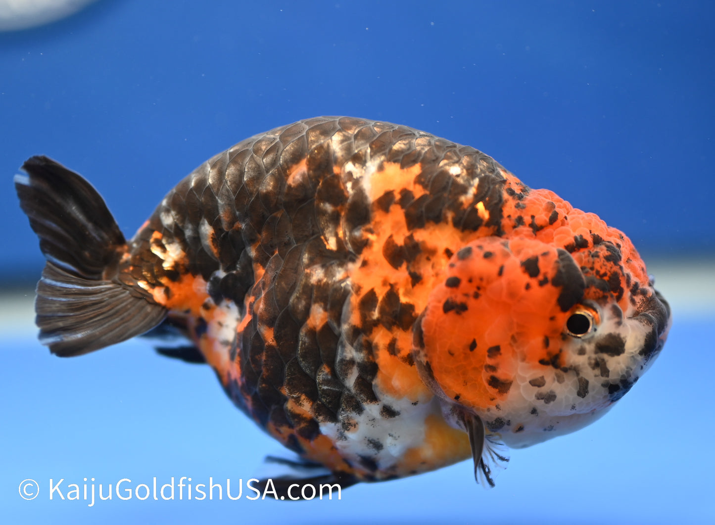 Heavy Ink Dragon Scale Tiger Ranchu
