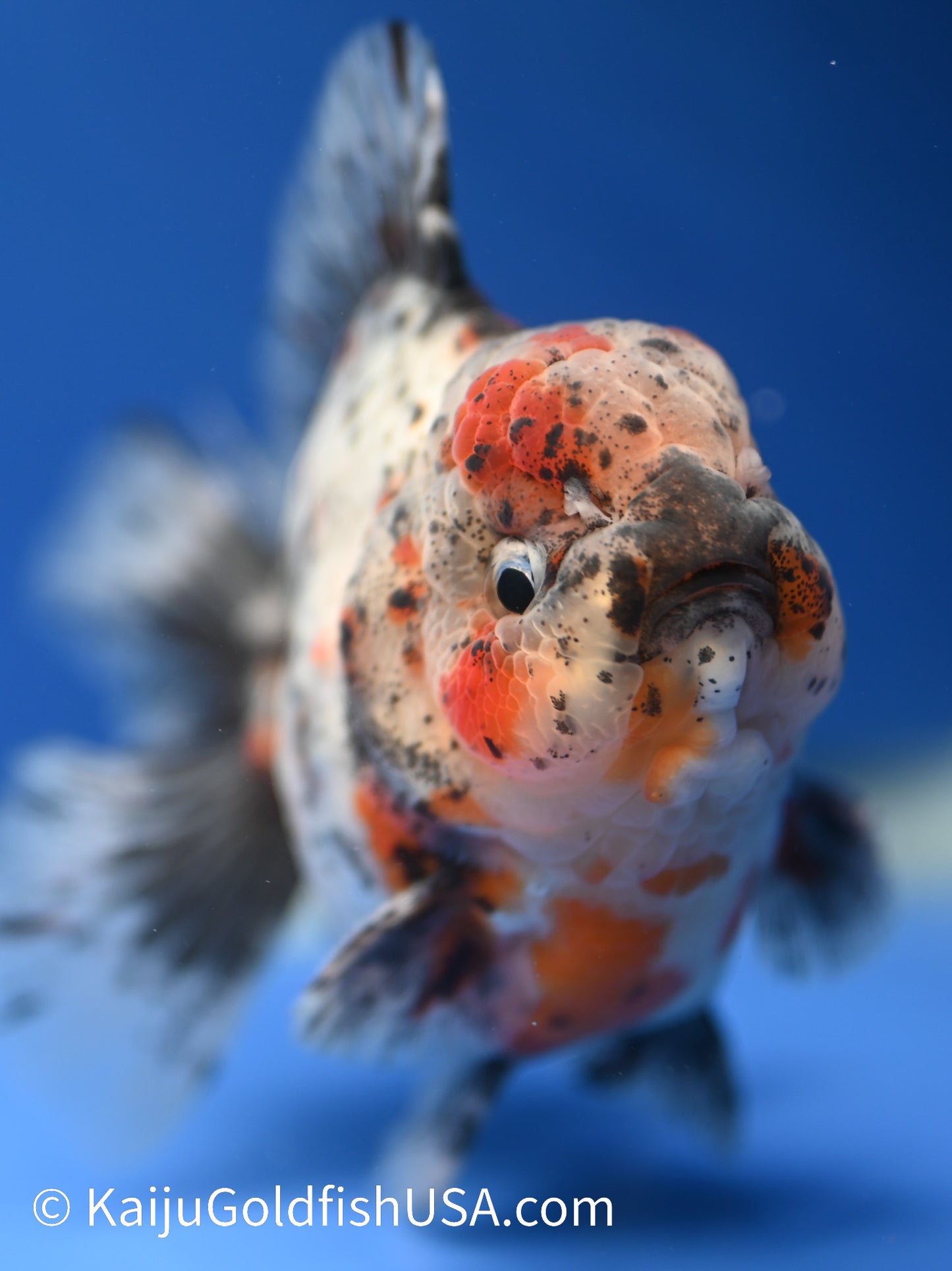 Godzilla Oranda 4 - 4.5 inches (1229_OR13) - Kaiju Goldfish USA