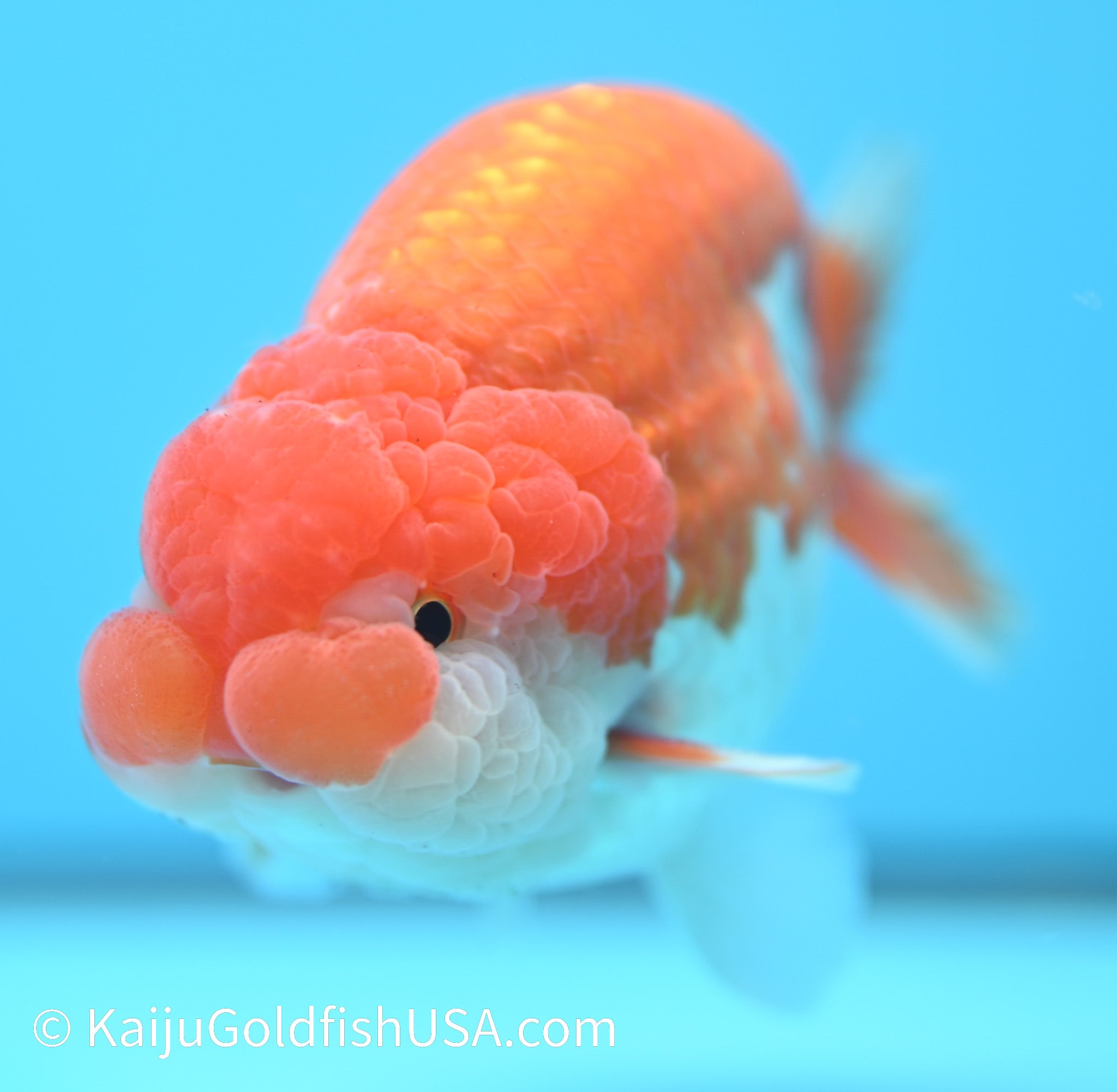 Red White Buffalo Ranchu Goldfish for Sale | Red White