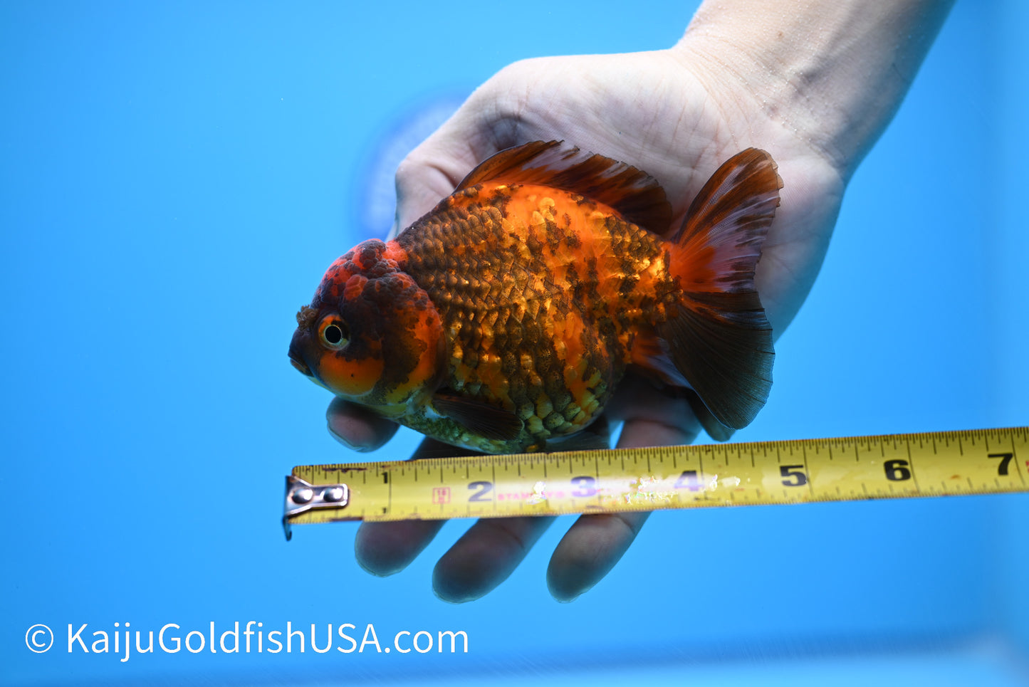 Bronze Tiger YuanBao Oranda 4.5-5 inches (240119_OR08) - Kaiju Goldfish USA