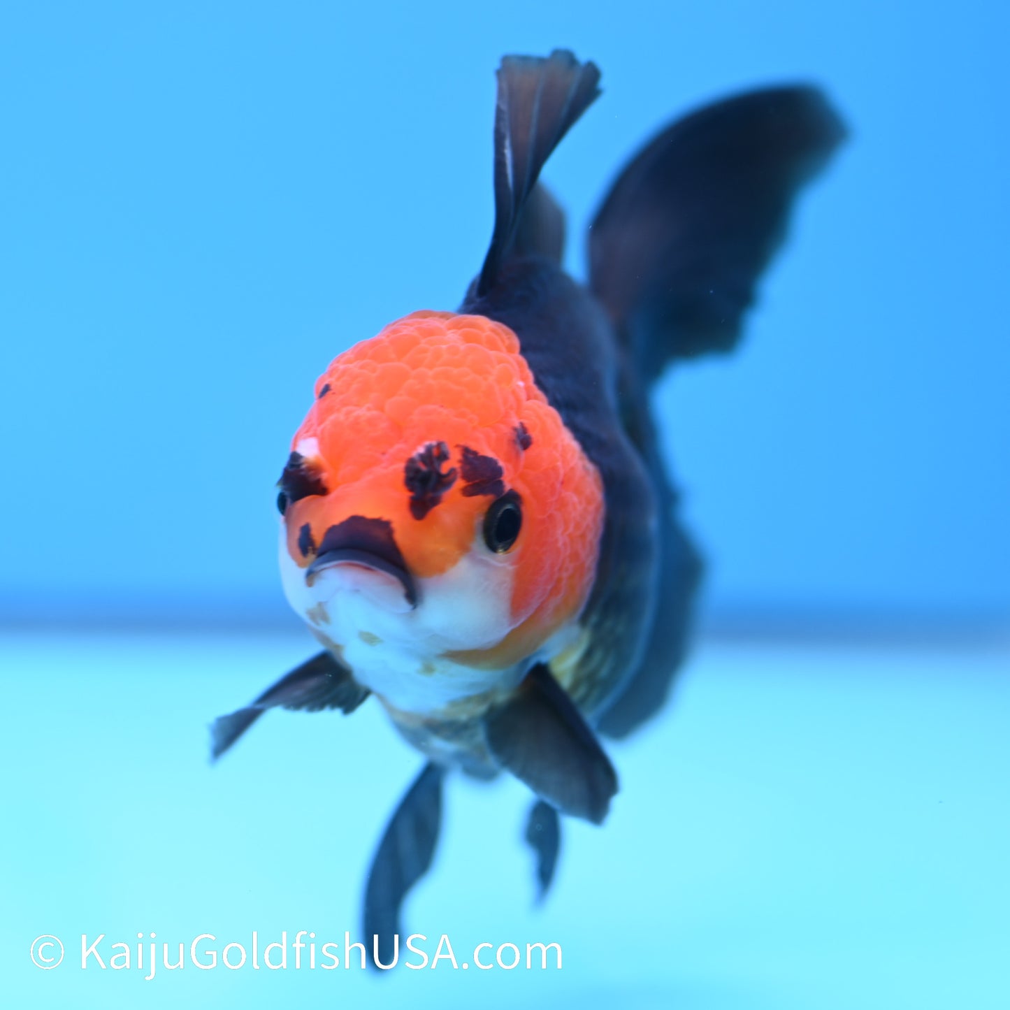 Black Red Head Rose Tail Oranda 4.5-5 inches (240126_OR04) - Kaiju Goldfish USA