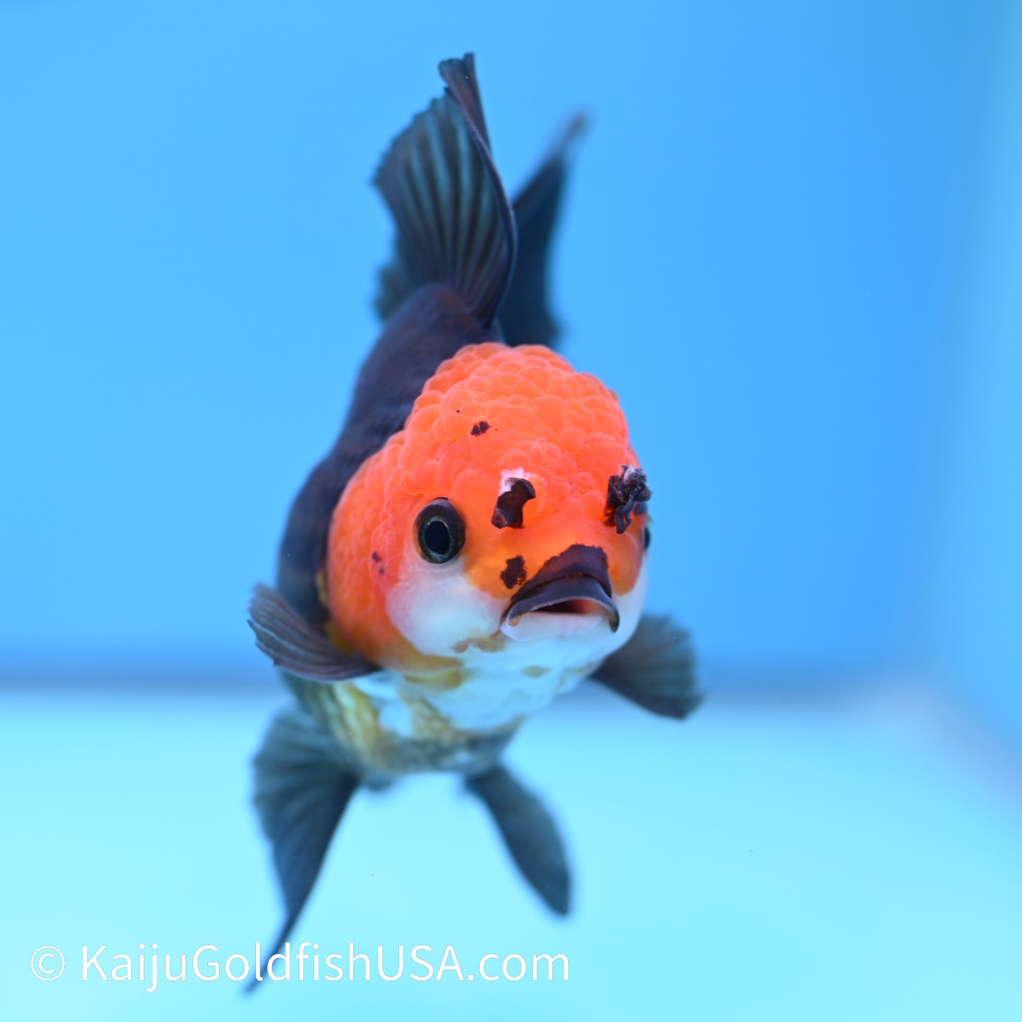 Black Red Head Rose Tail Oranda 4.5-5 inches (240126_OR04) - Kaiju Goldfish USA