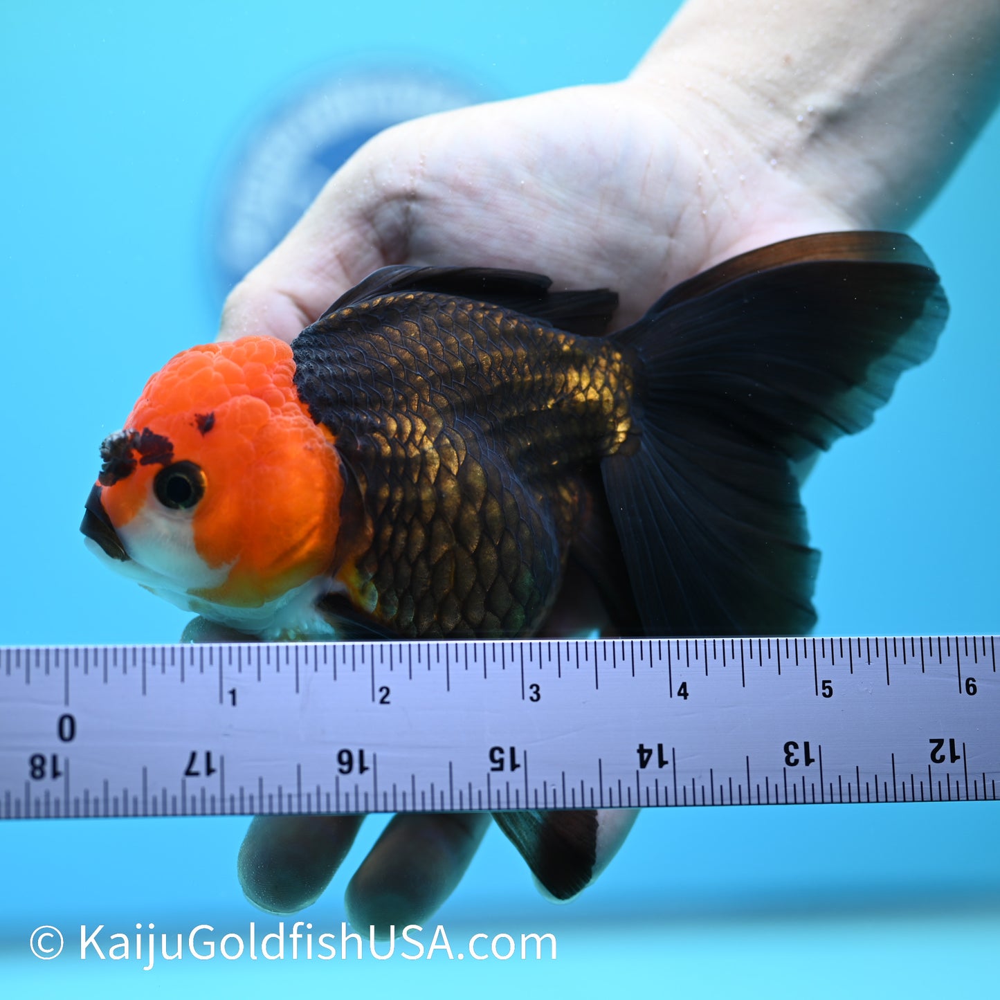 Black Red Head Rose Tail Oranda 4.5-5 inches (240126_OR04) - Kaiju Goldfish USA