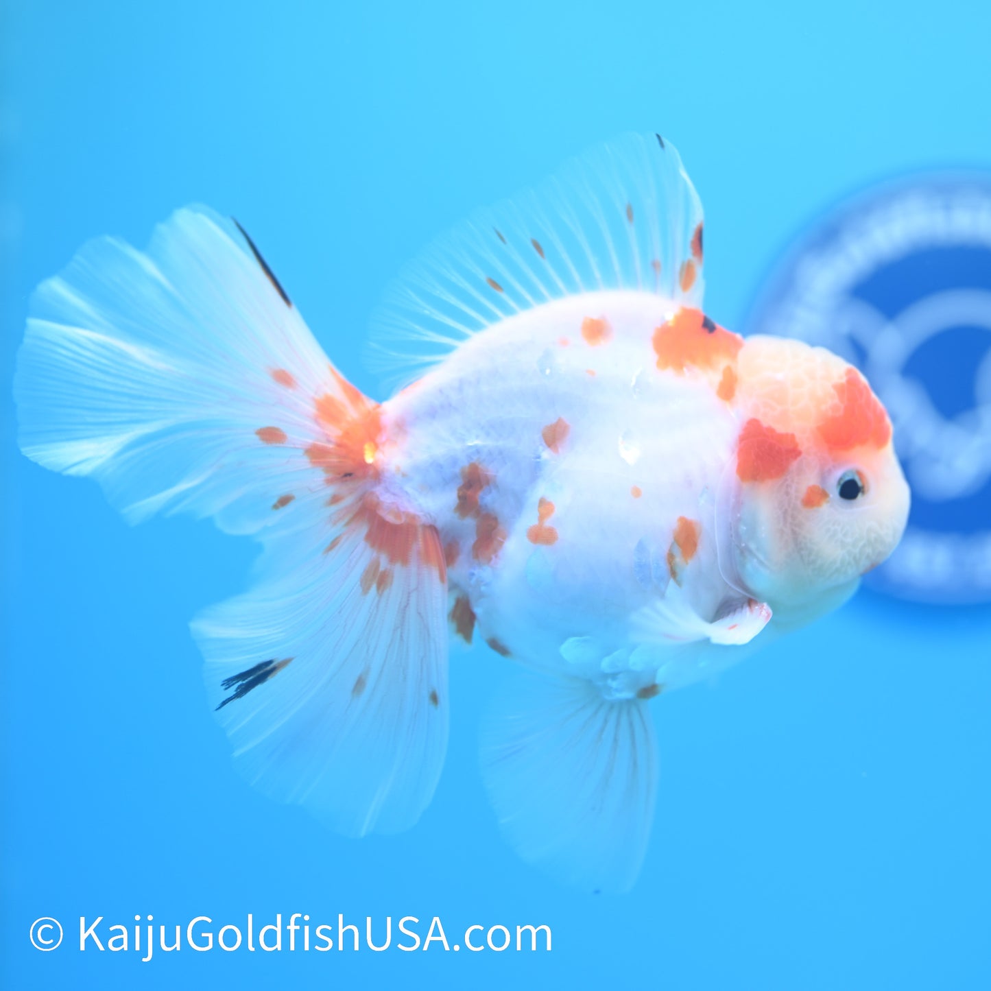 Sakura Rose Tail Oranda 5-5.5 inches (240126_OR07) - Kaiju Goldfish USA
