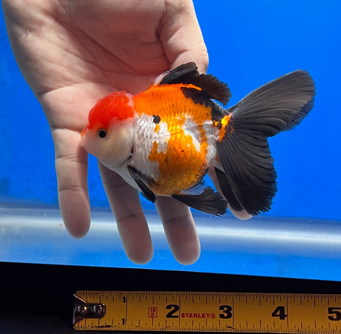 Tricolor Oranda 4 - 4.5 inches (OR-0007_01) - Kaiju Goldfish USA