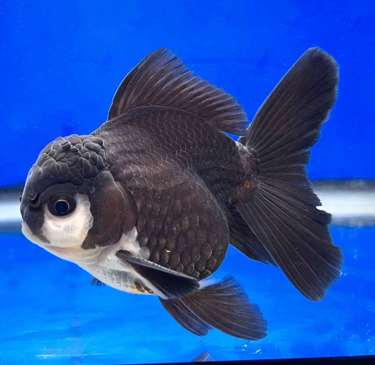 Panda Oranda Fish for Sale