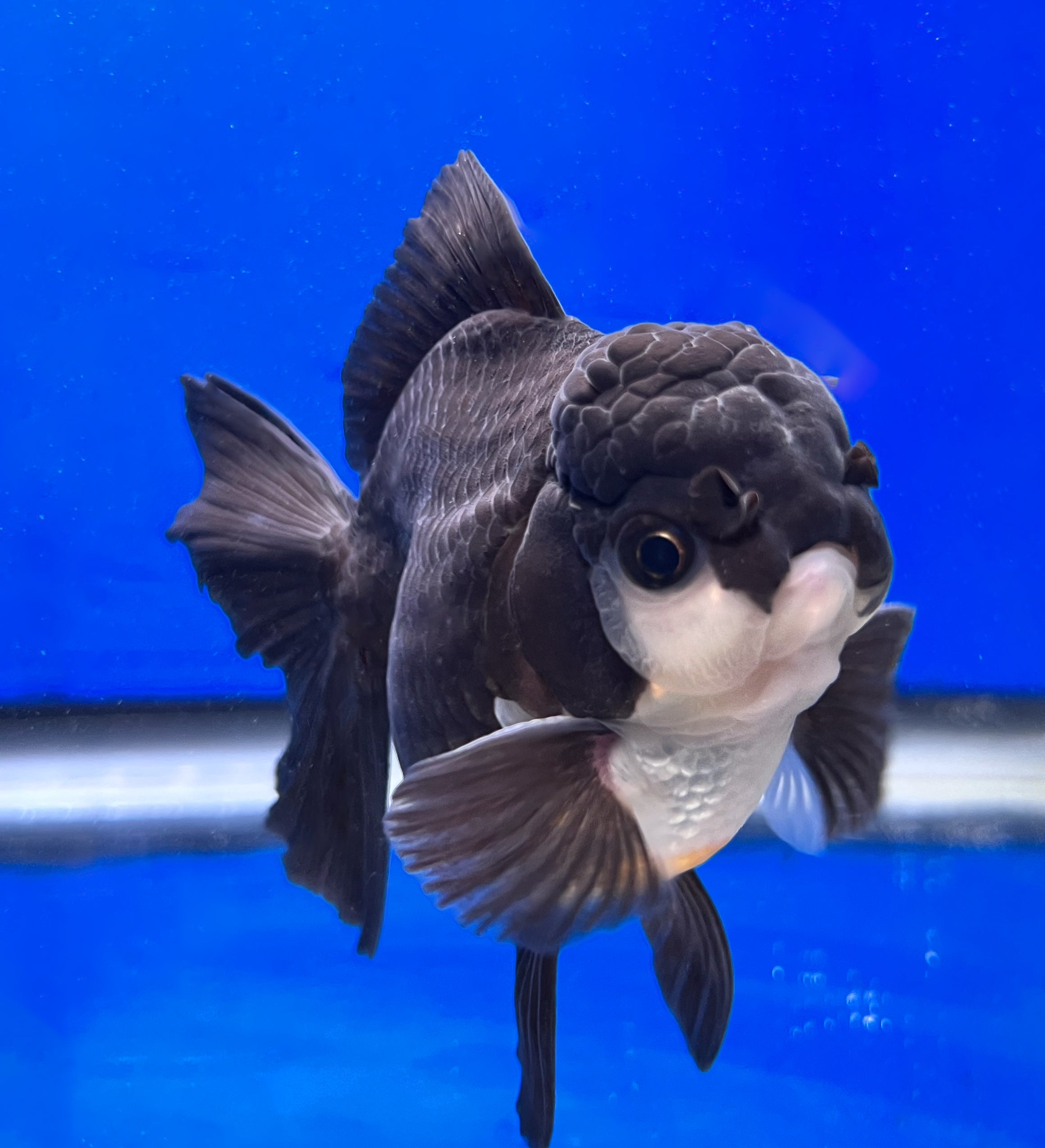 Panda Oranda Fish for Sale Black Panda Oranda Kaiju Goldfish USA