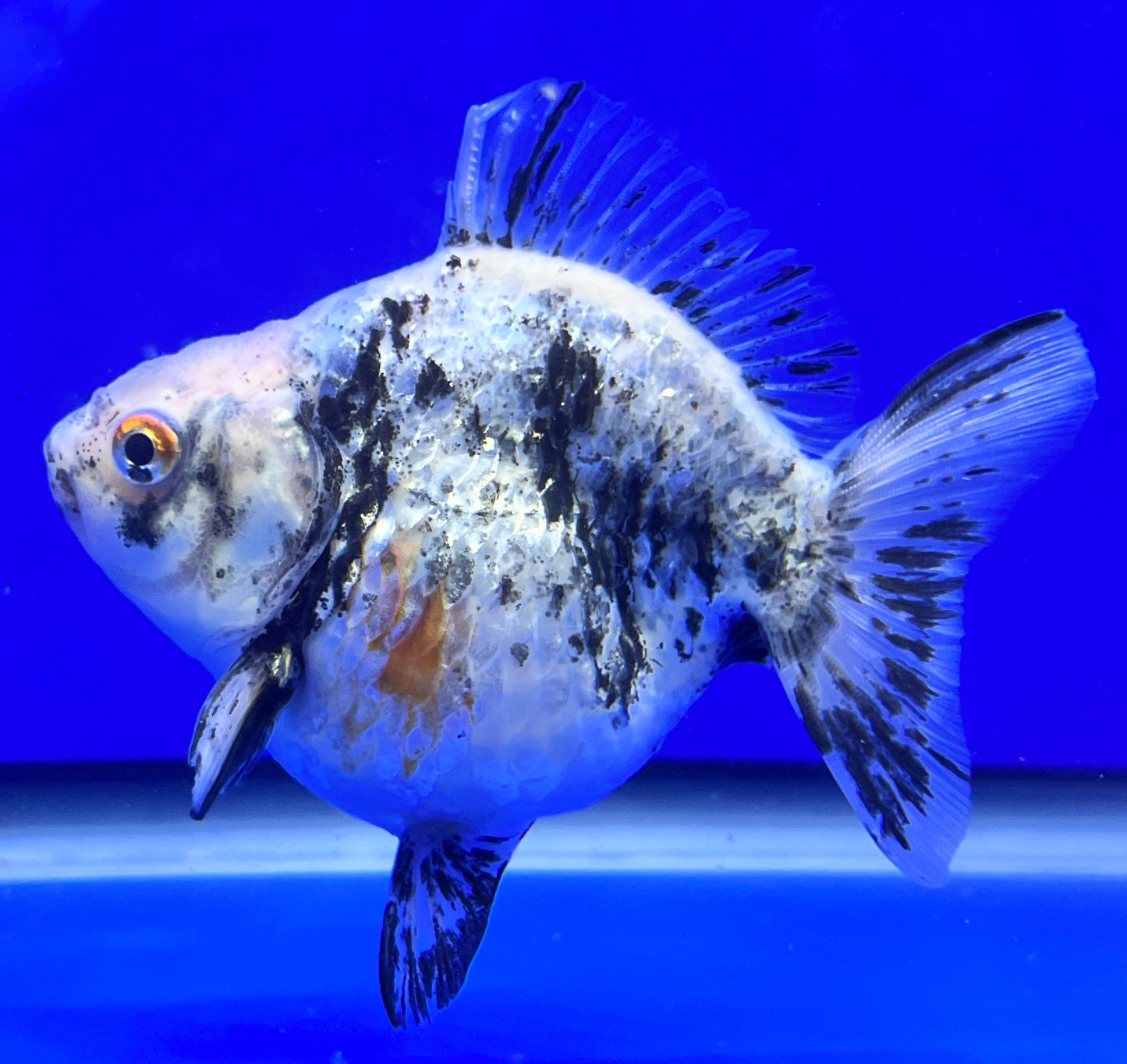 Calico Ryukin Goldfish for Sale