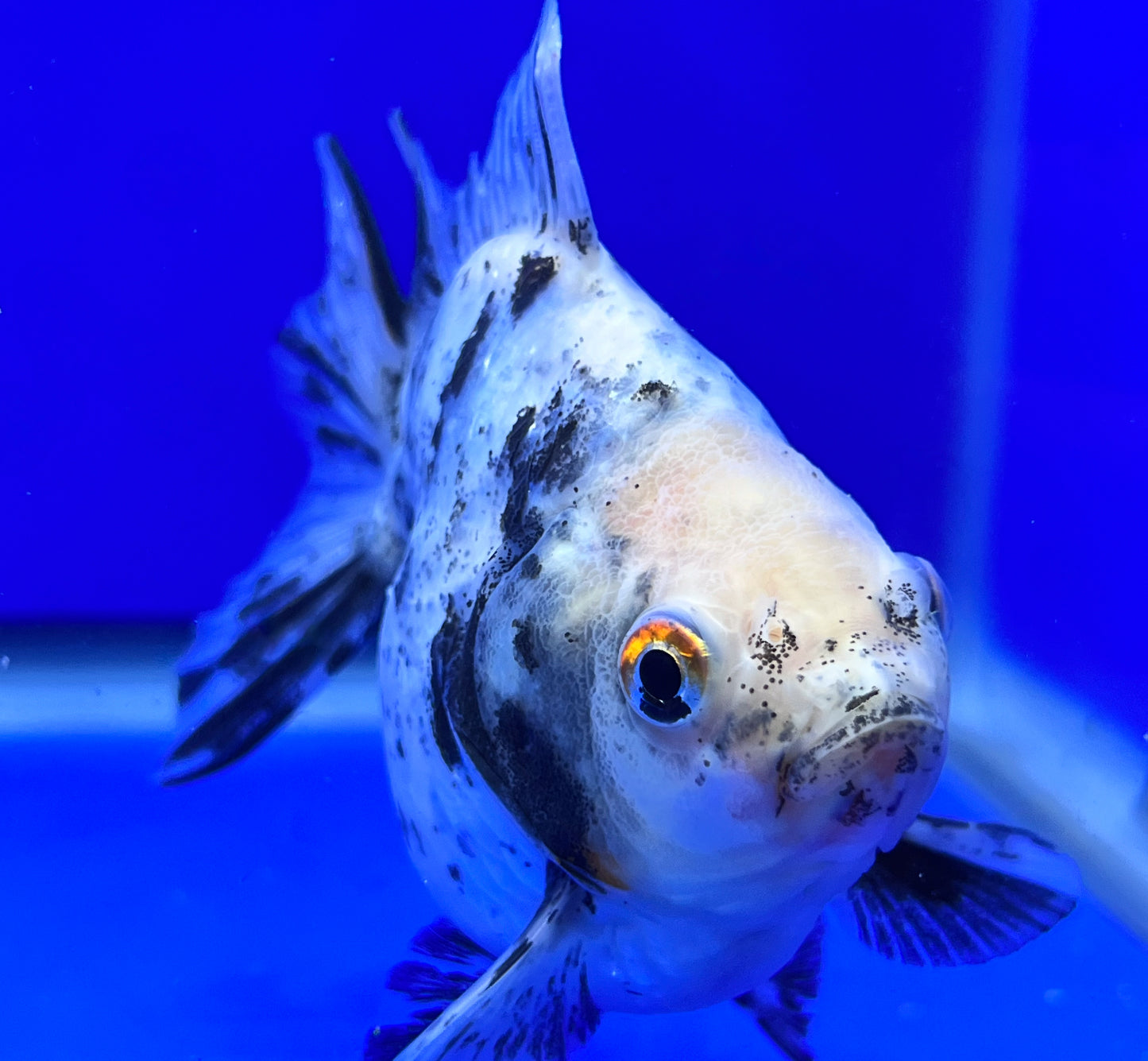 Calico Ryukin Goldfish for Sale