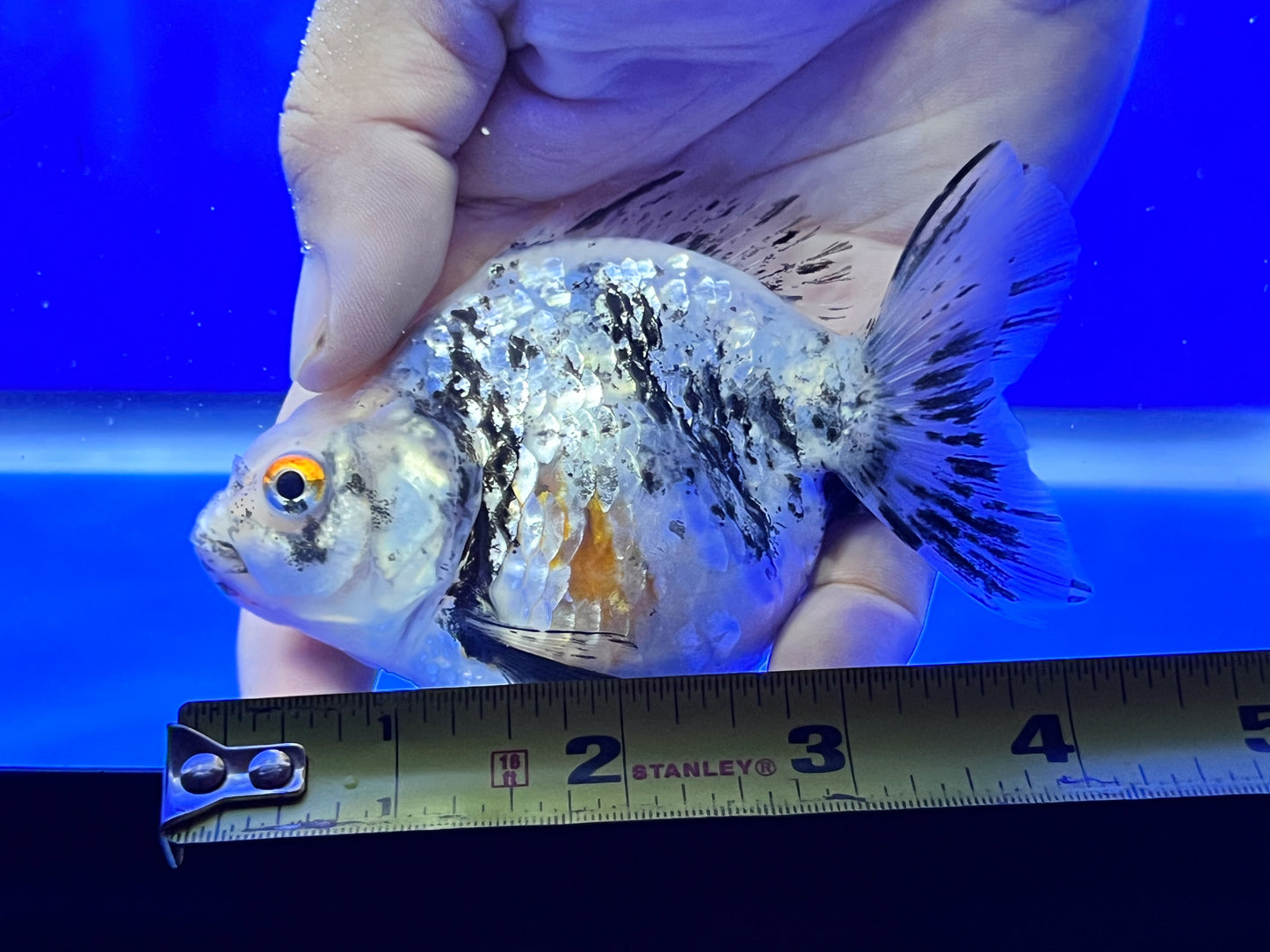 Calico Ryukin Goldfish for Sale