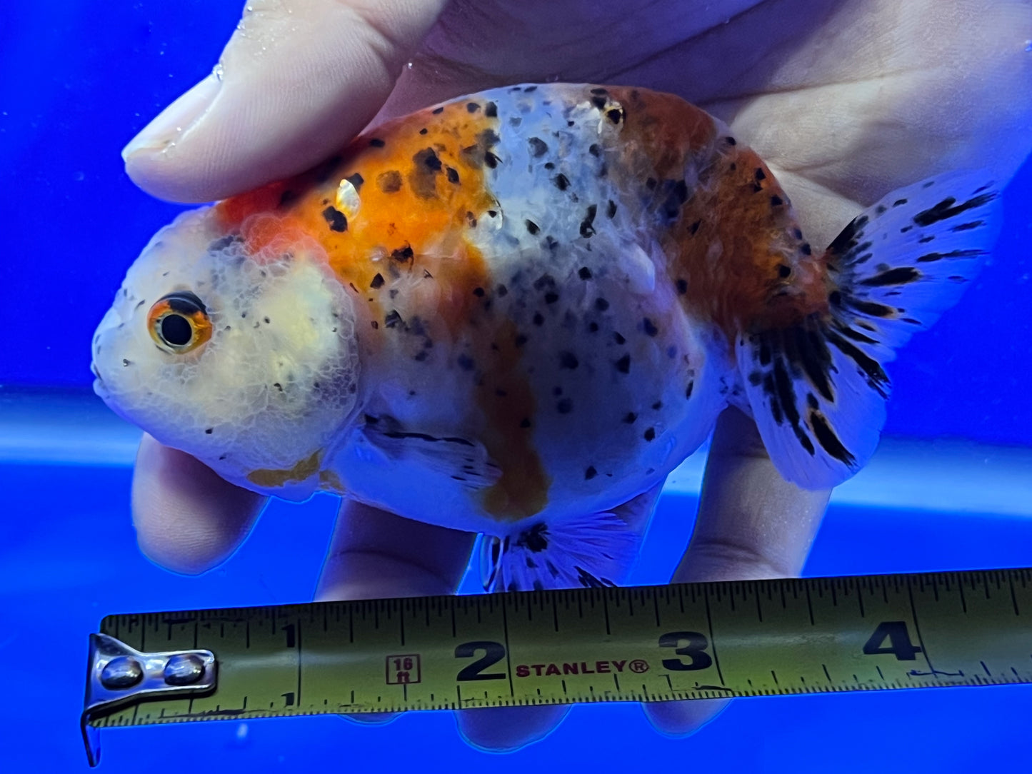 Calico Ranchu Goldfish for Sale