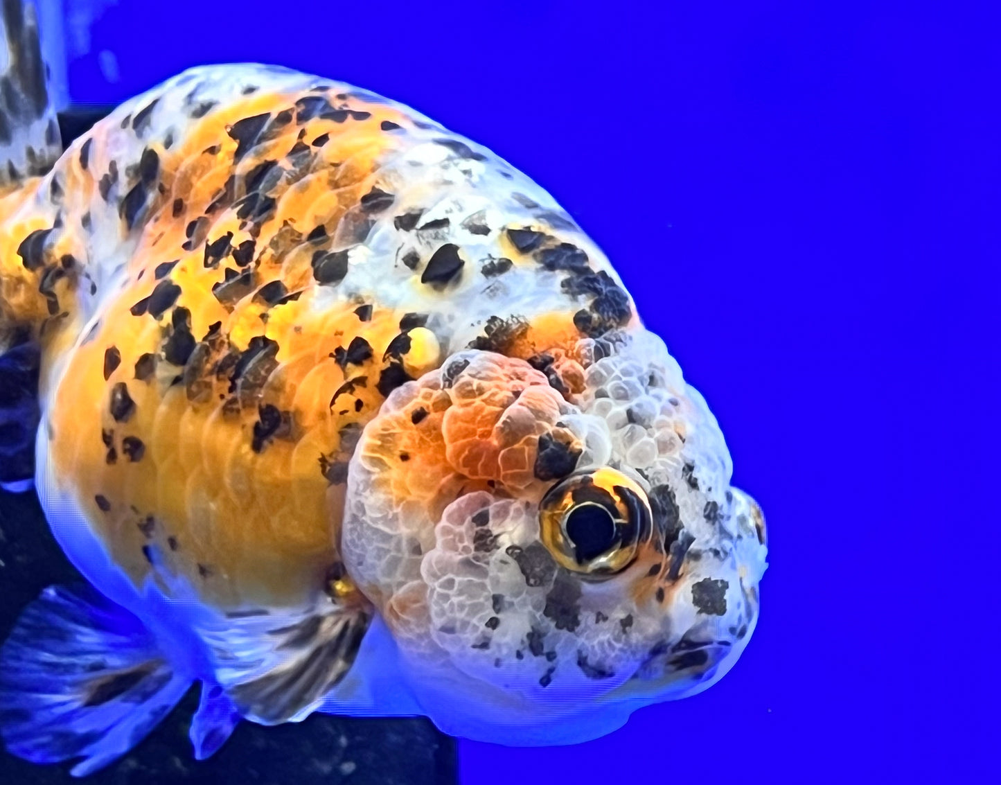 Calico Ranchu for Sale